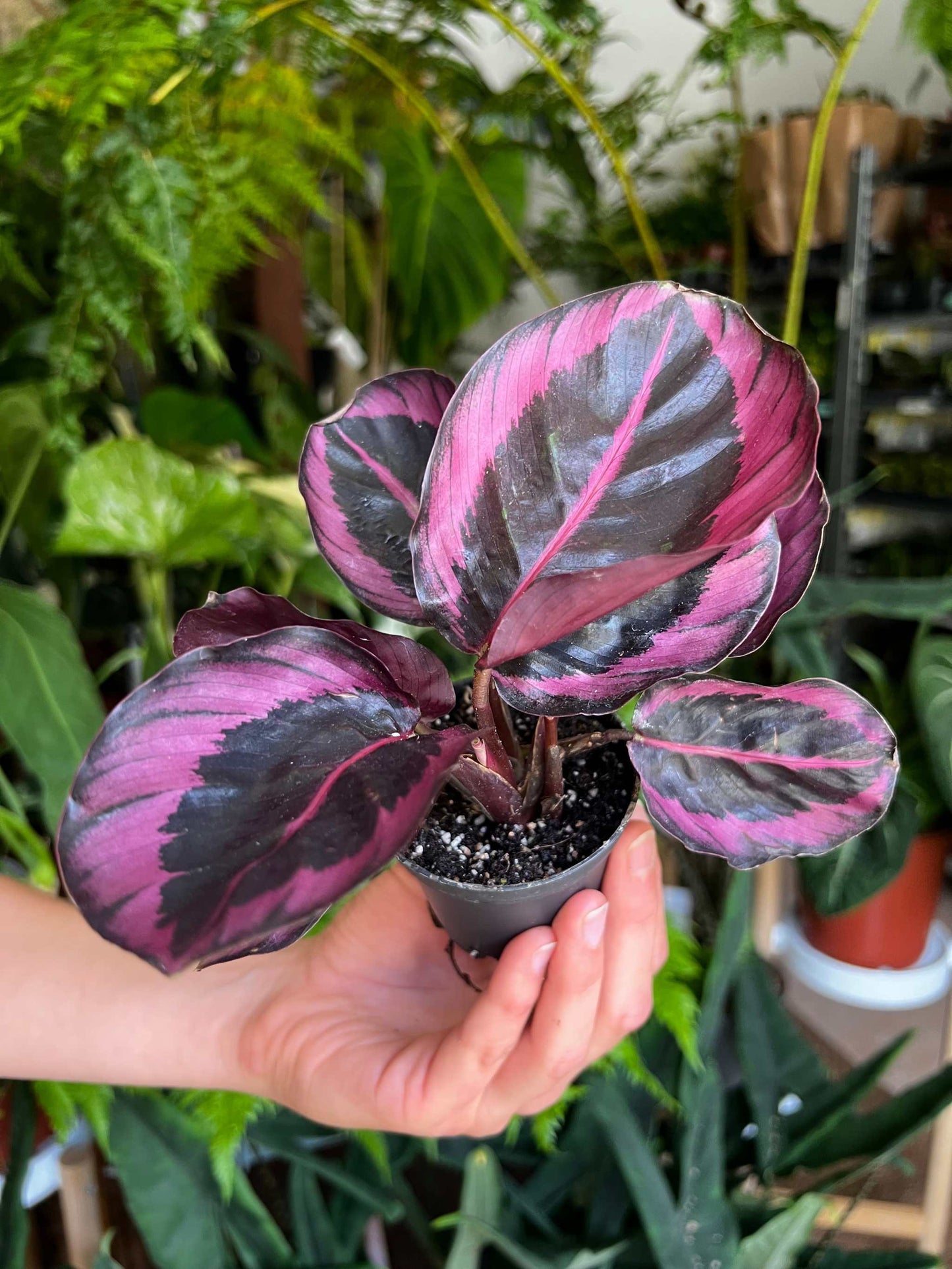 Calathea roseopicta 'Dottie'