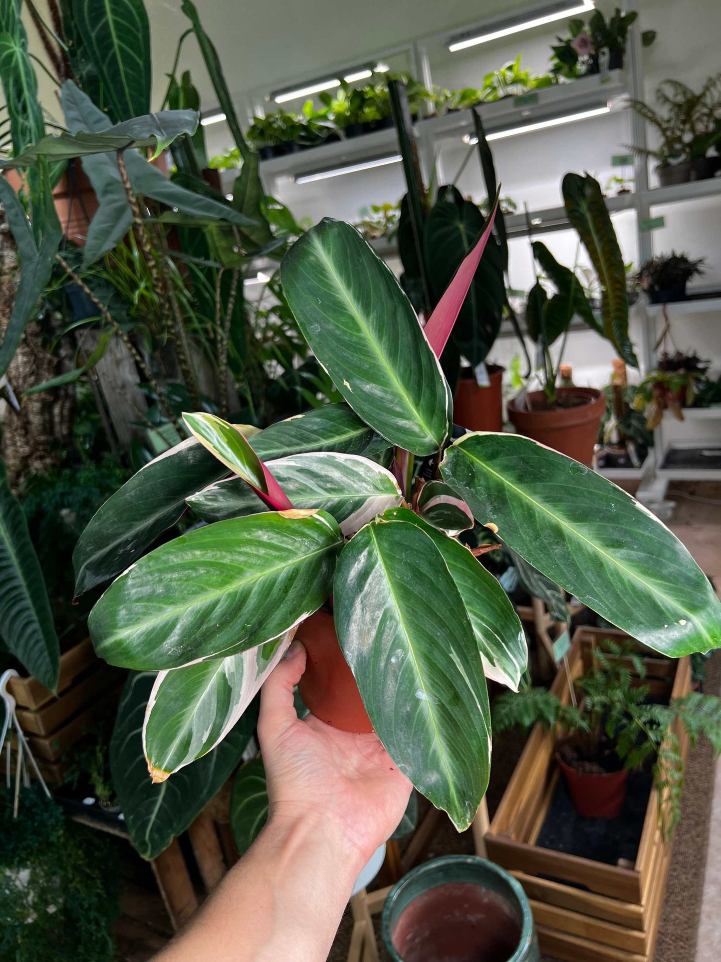 Stromanthe sanguinea 'Triostar' (Gebrochene Spitzen)