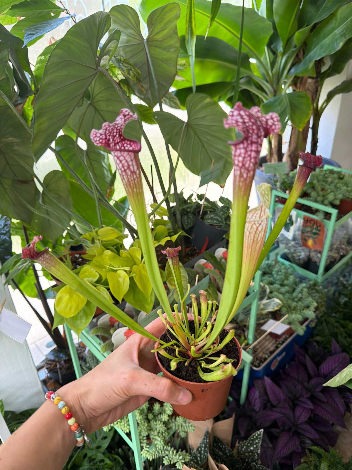 Sarracenia leucophylla
