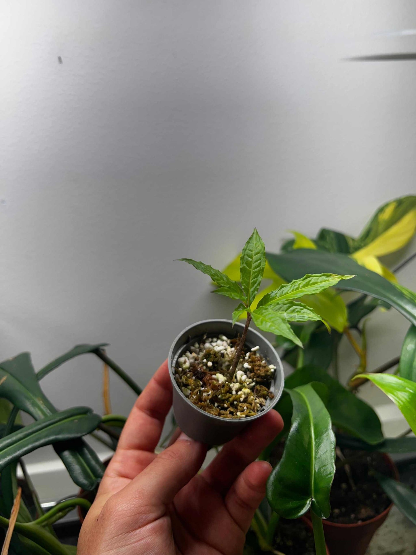 Amorphophallus titanum 'jätteknölkalla'