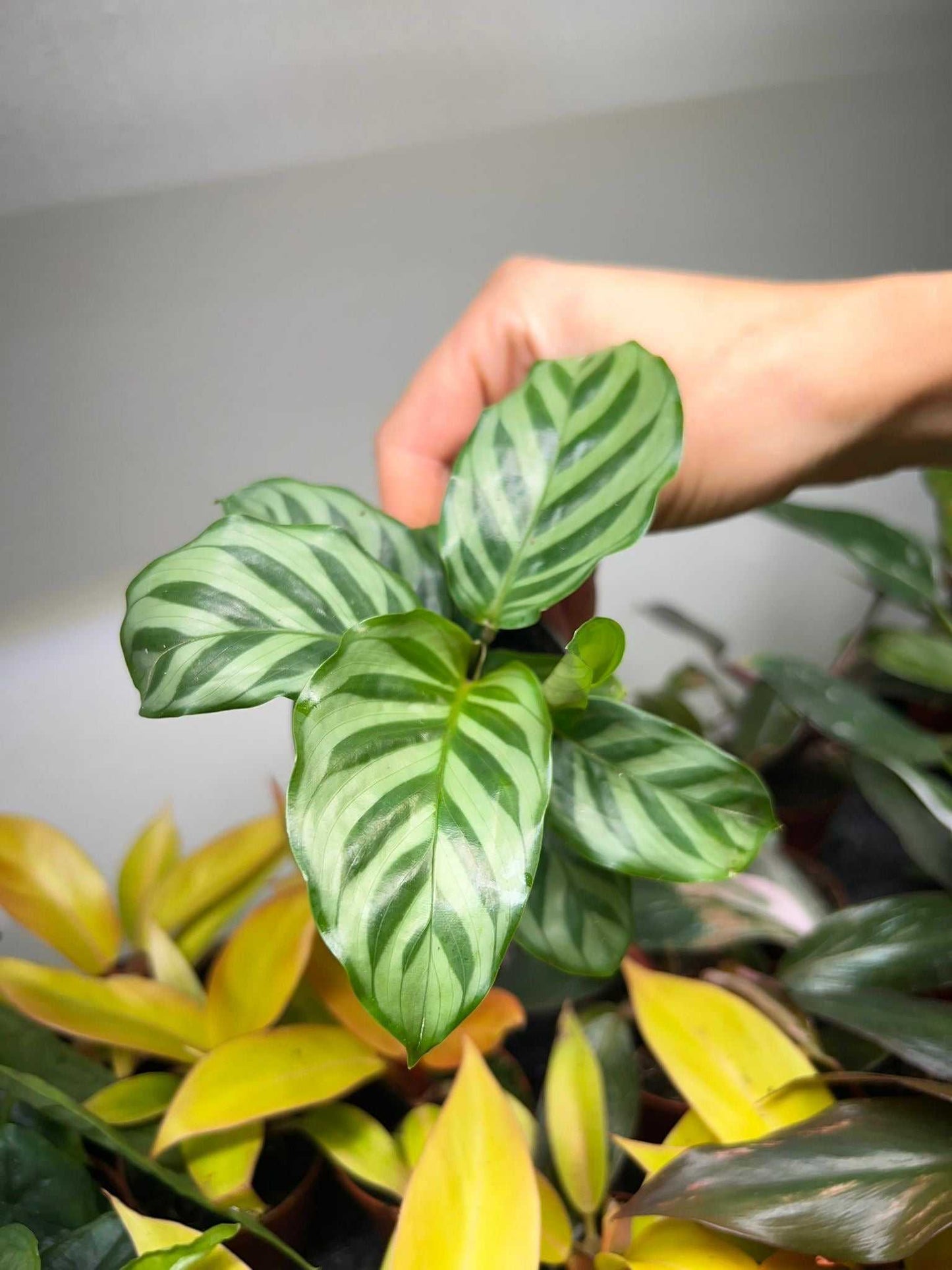 Calathea 'freddie' (goeppertia concinna)