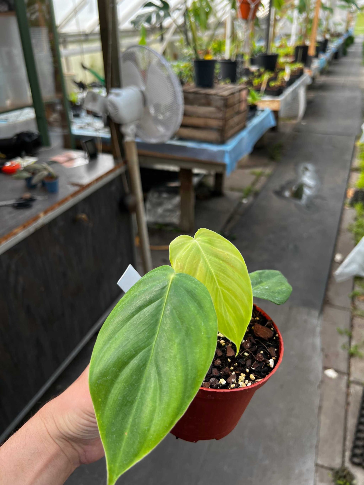Philodendron grandipes