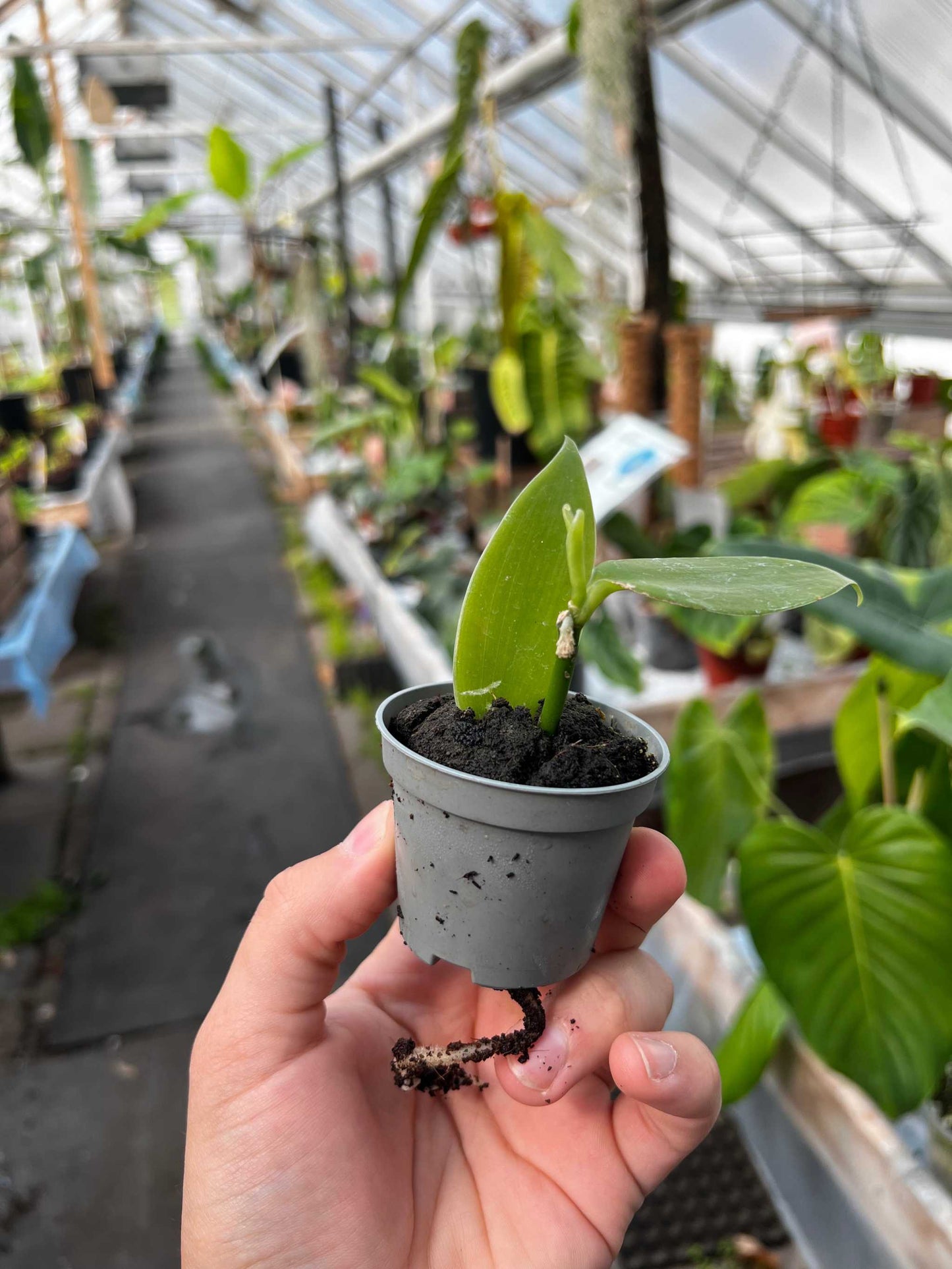 Echte Vanille Pflanze 'Vanilla planifolia'