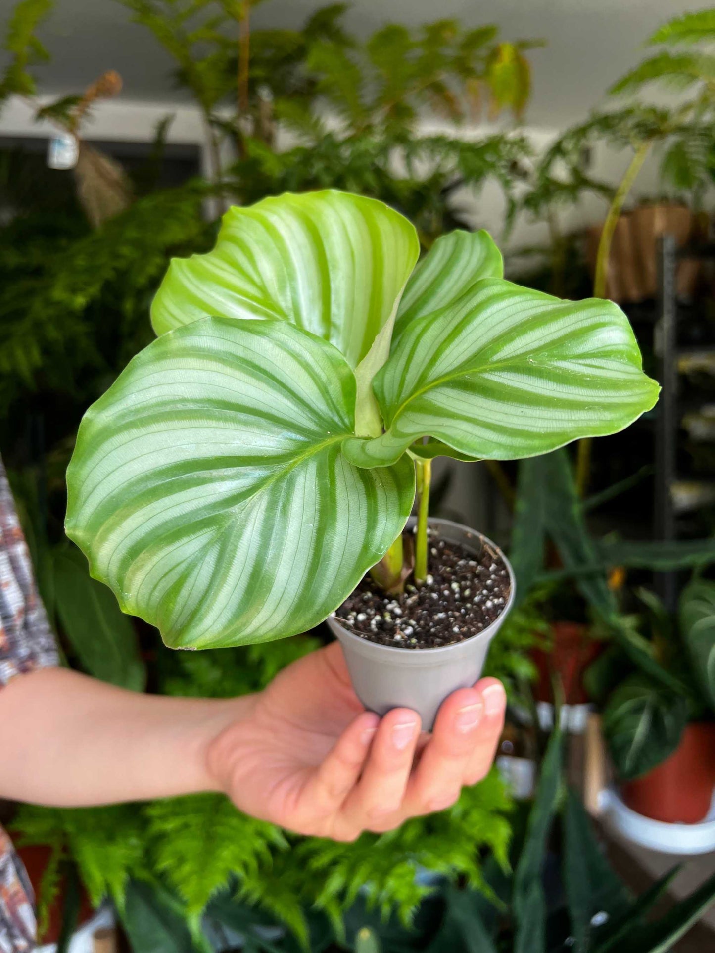 Calathea Orbifolia