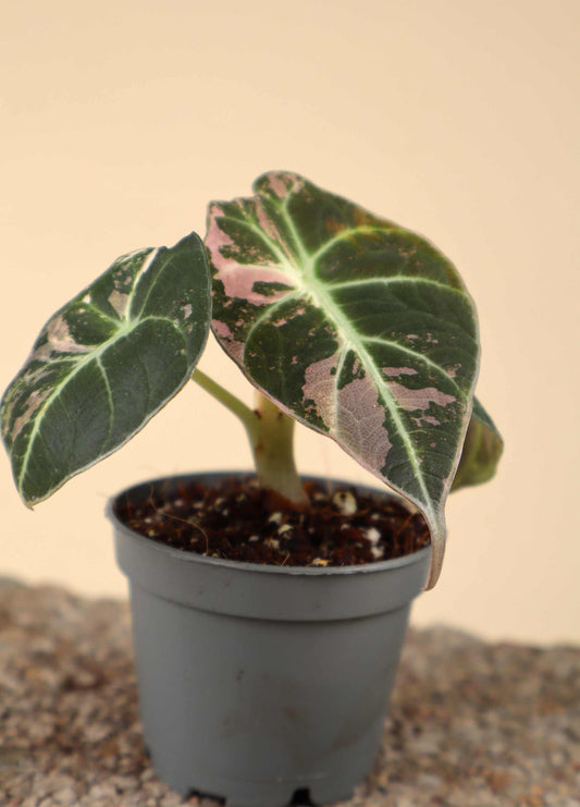 Alocasia 'Black Velvet' Pink Variegata
