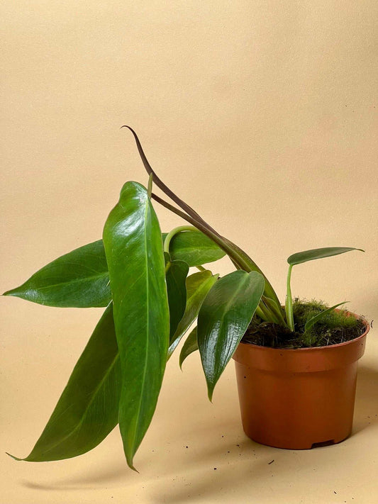 Philodendron spiritus-sancti