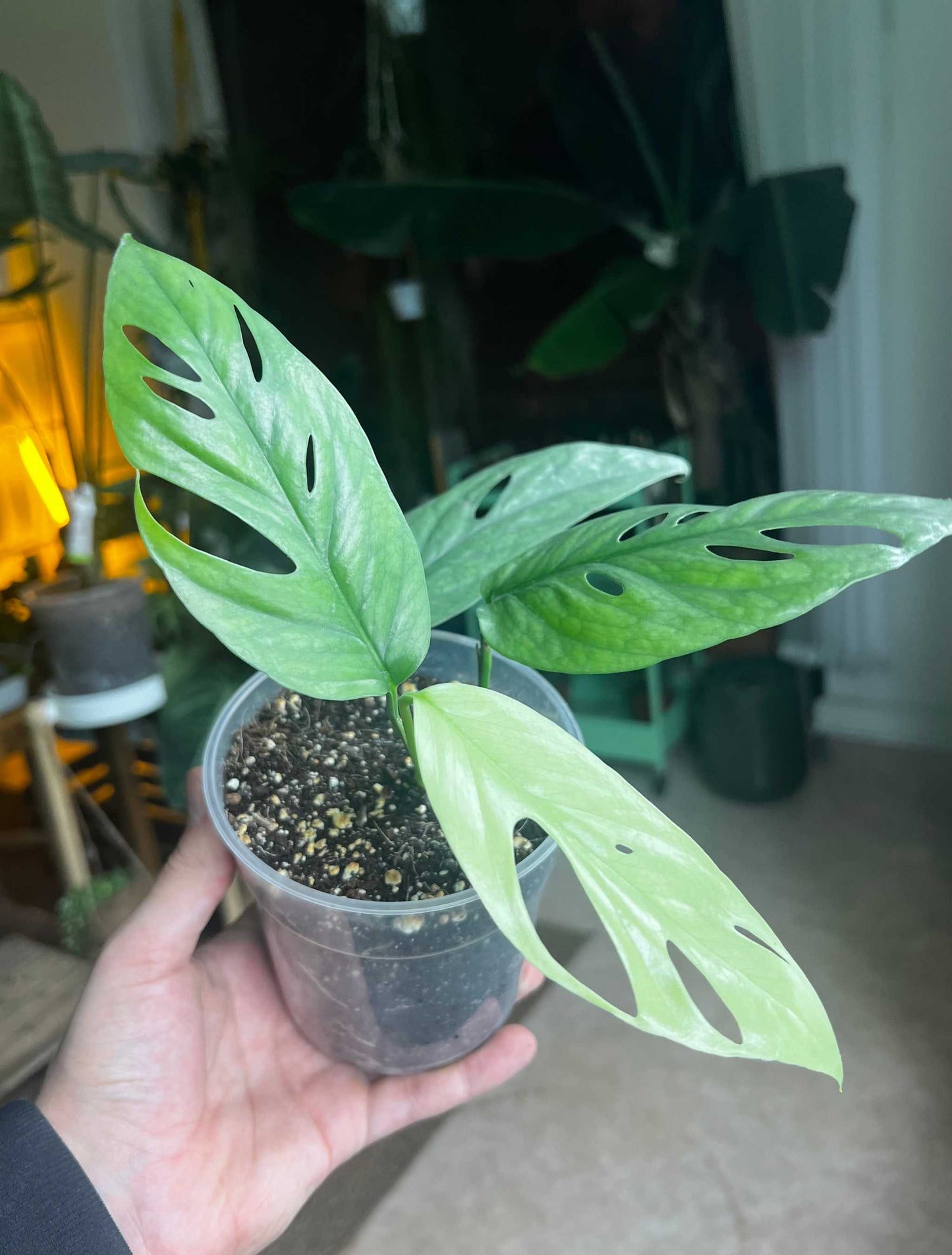 Epipremnum pinnatum 'cebu blue'