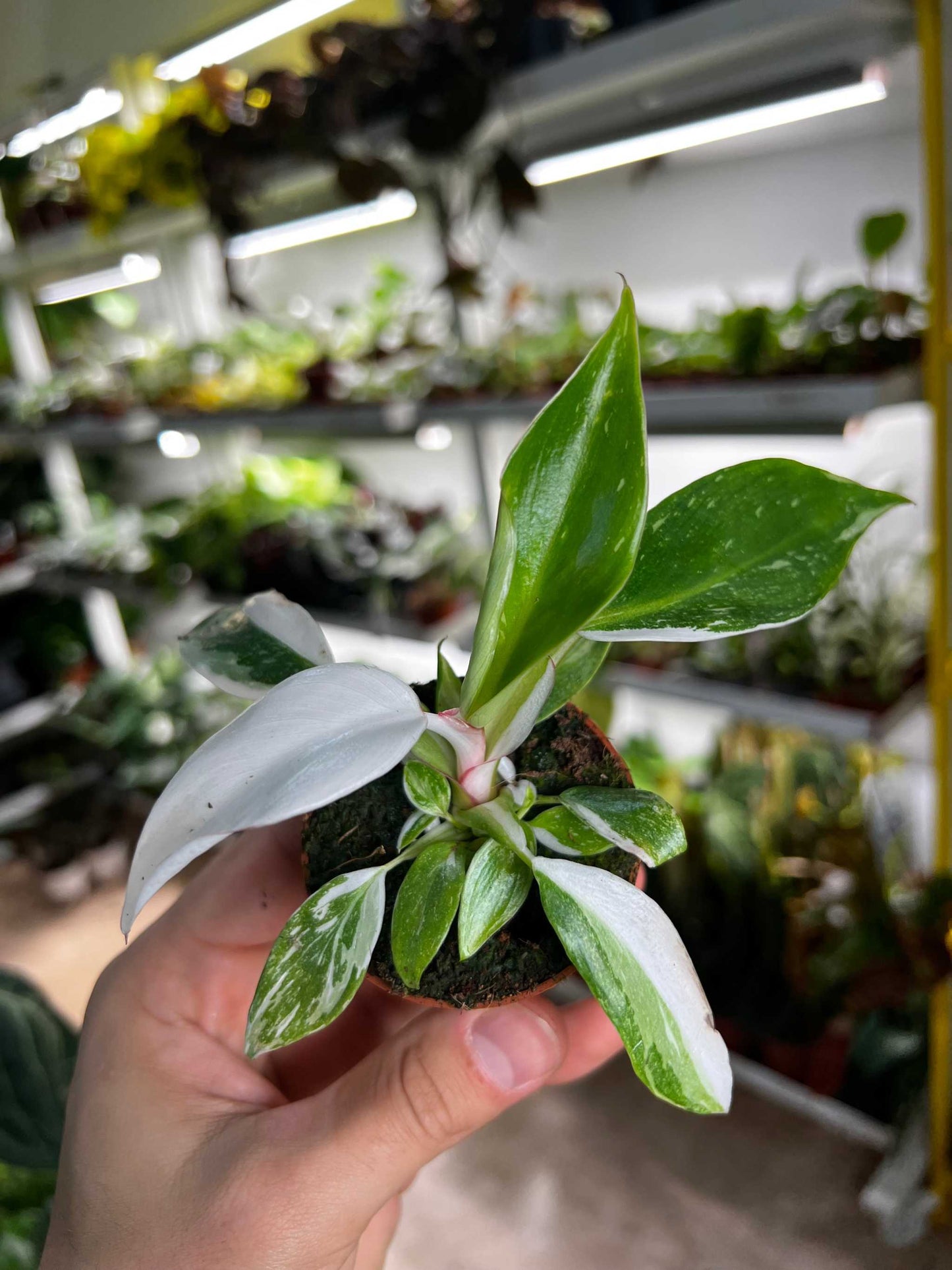 Philodendron 'White Princess'