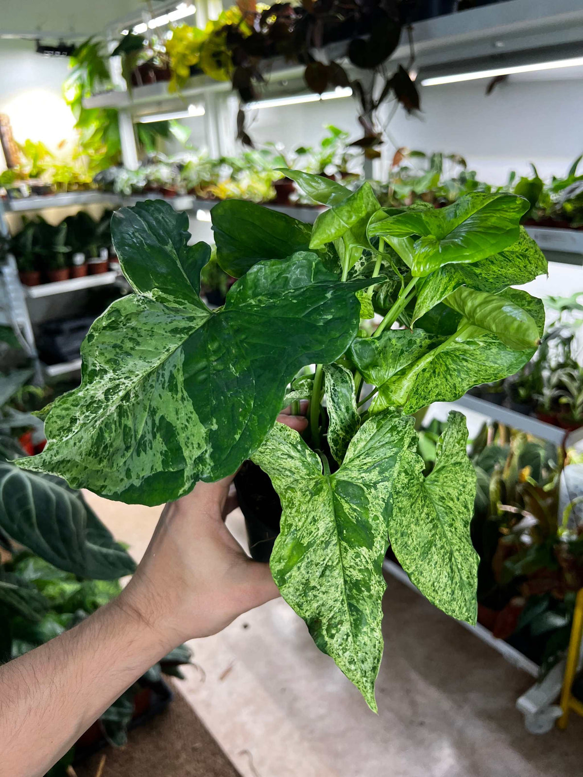 Syngonium podophyllum 'Mottled'