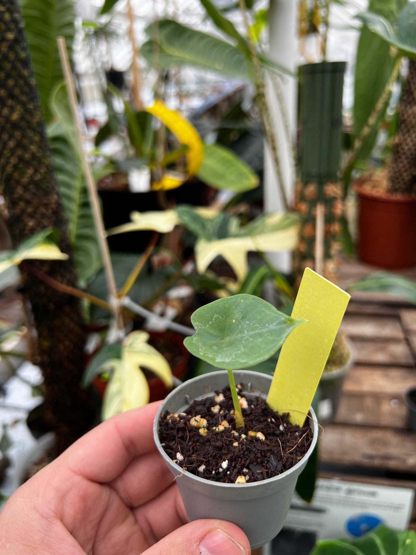 Alocasia princeps 'Purple Cloak'