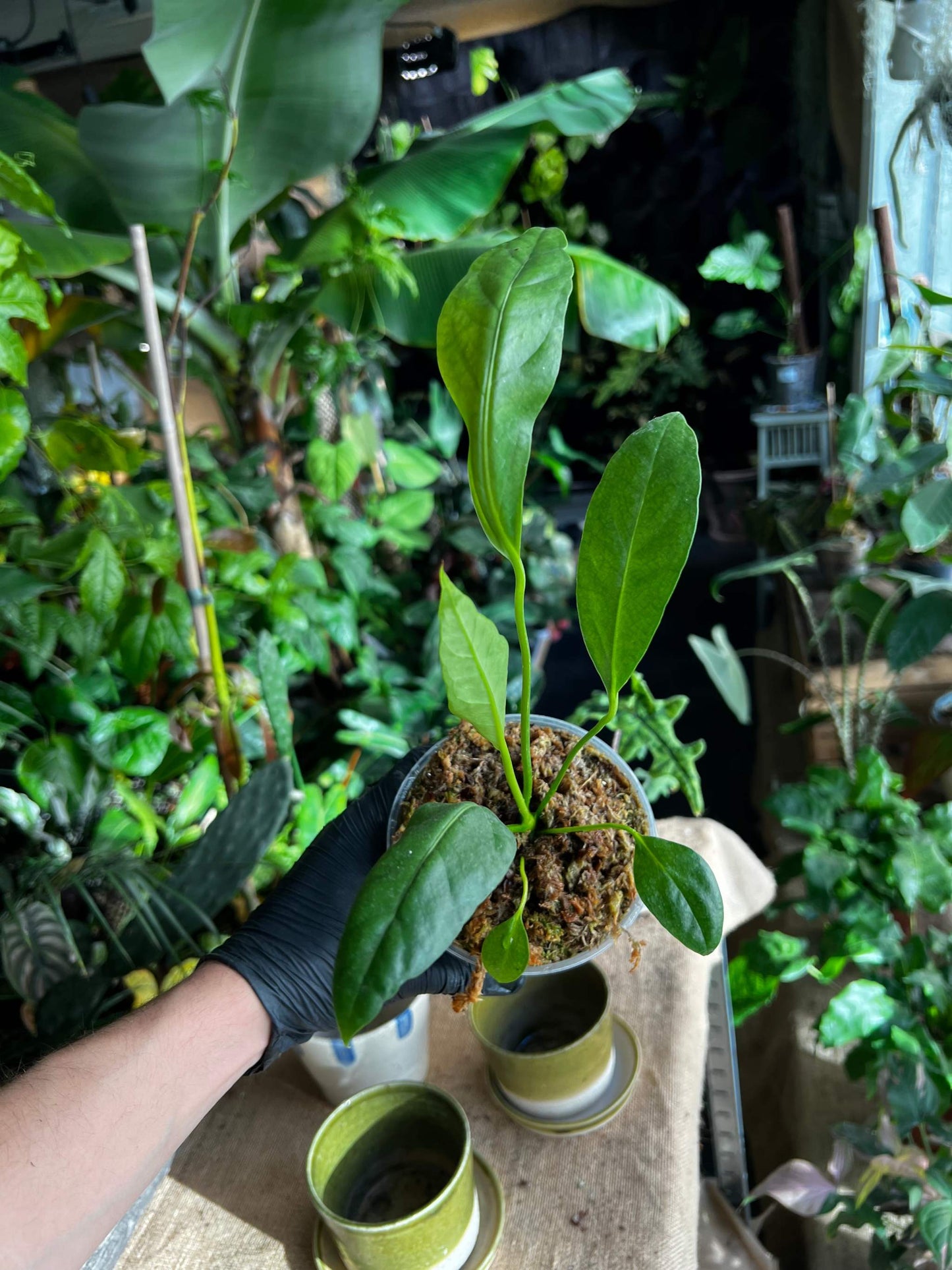 Anthurium jenmanii