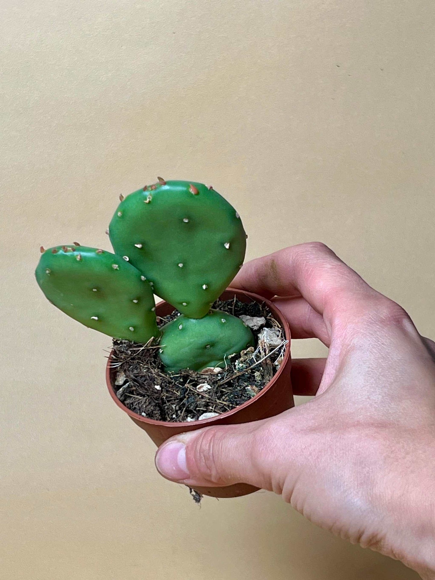 Crypopuntia 'Opuntia humifusa' (Cold-resistant prickly pear cactus)