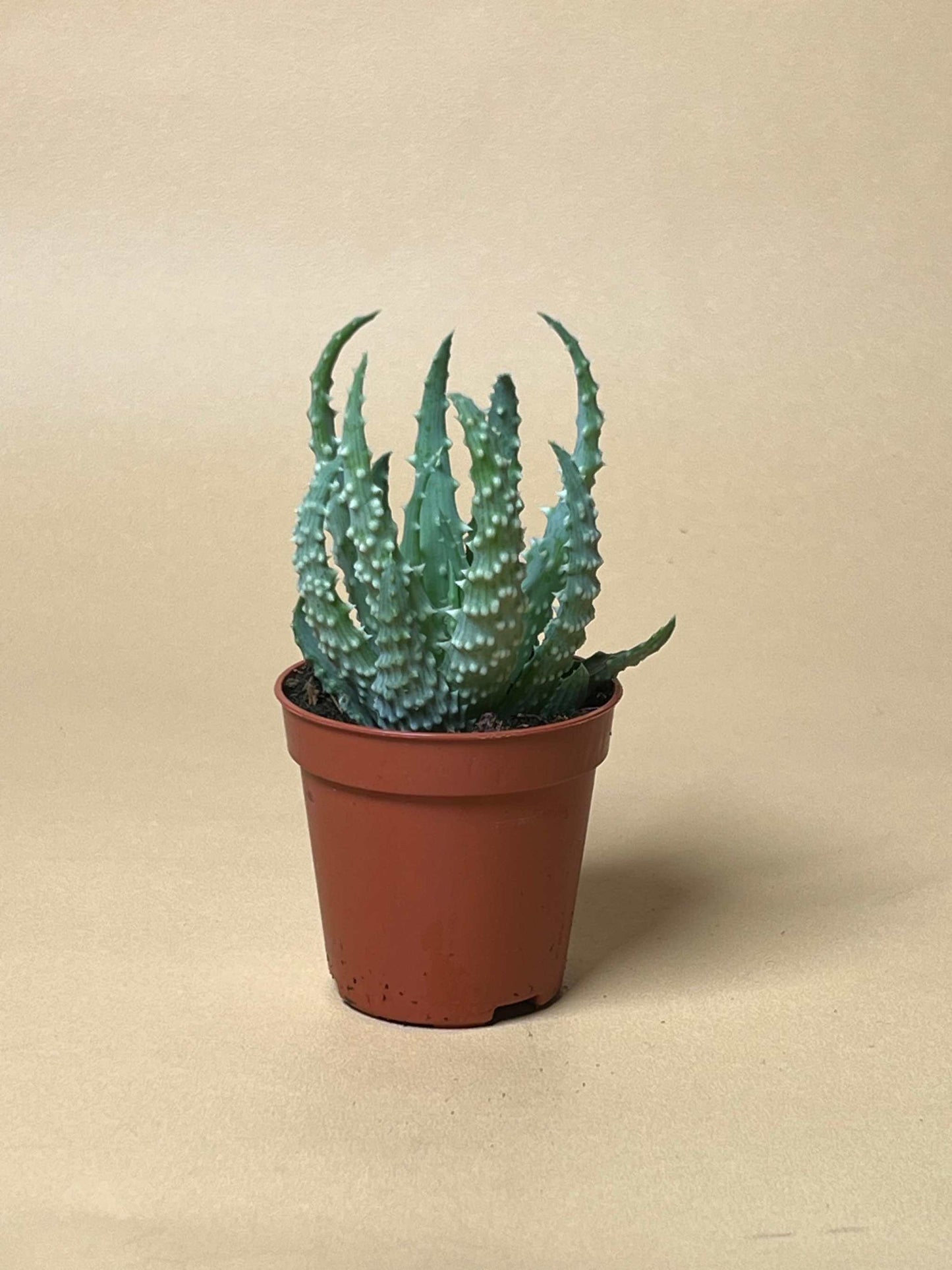 Aloe humilis 'vårtaloe'