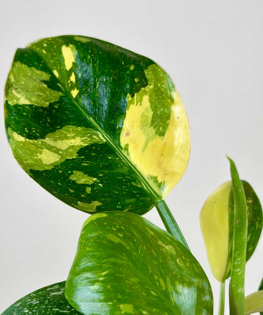 Philodendron 'Green Congo' Variegata