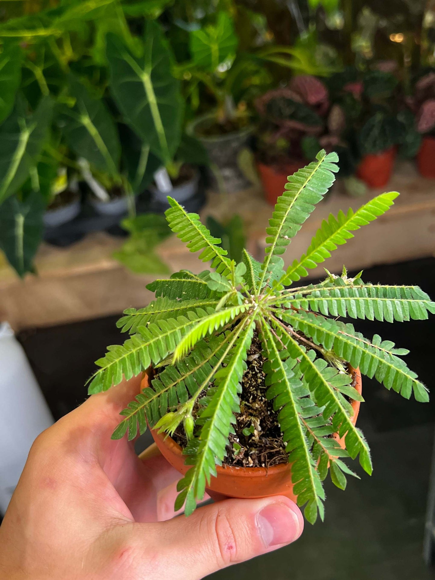 Biophytum sensitivum | Miniature palm