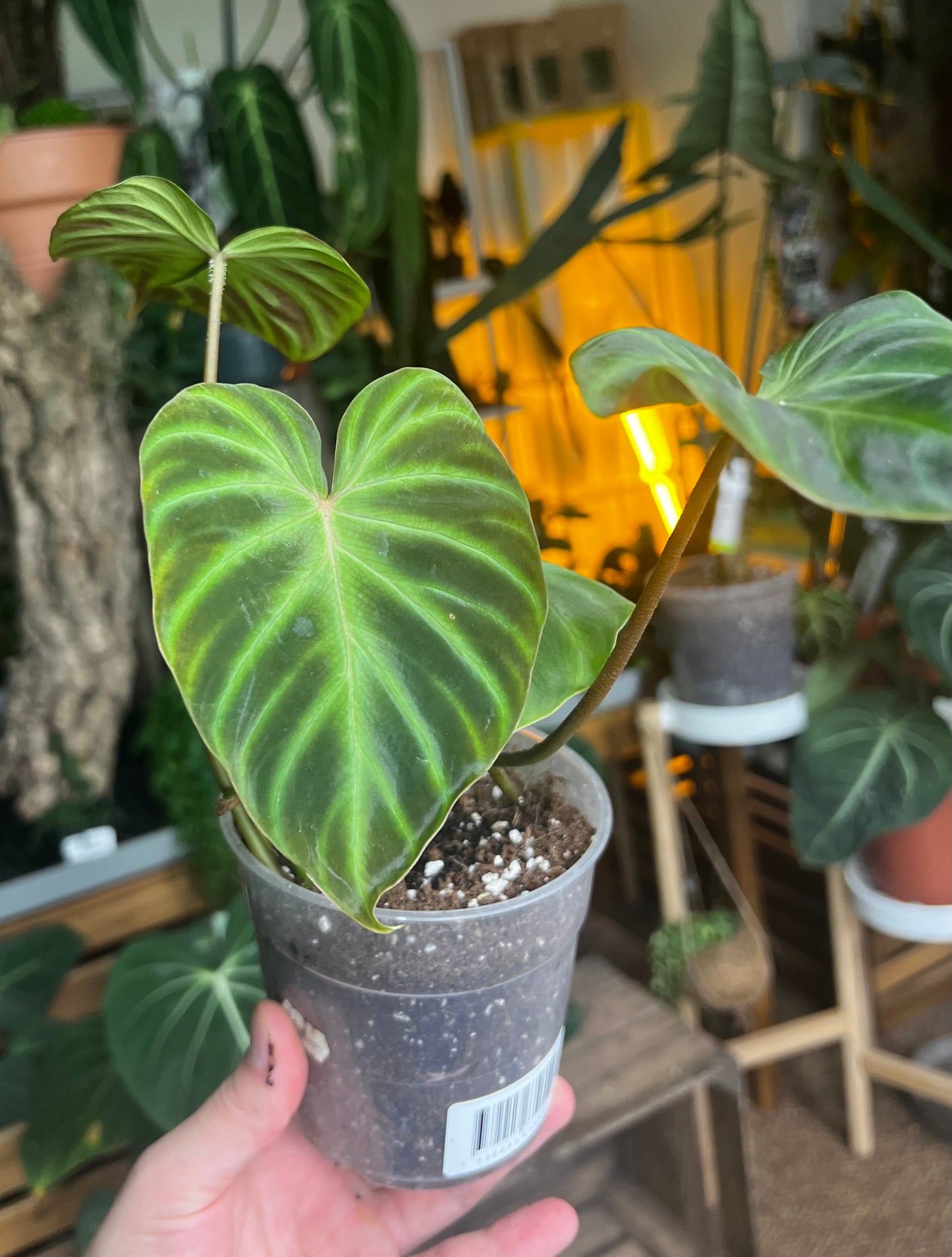 Philodendron verrucosum