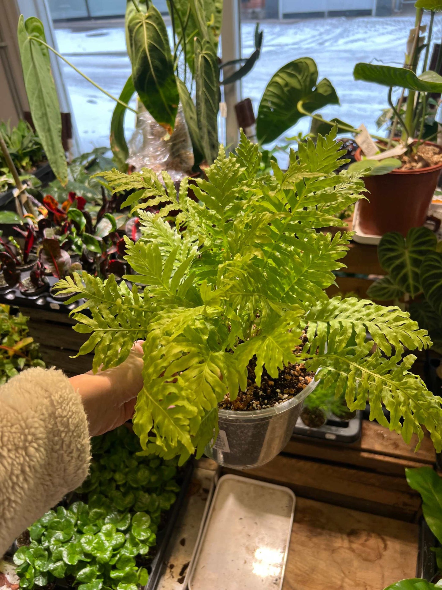 Blechnum Gibbum, Baumfarn