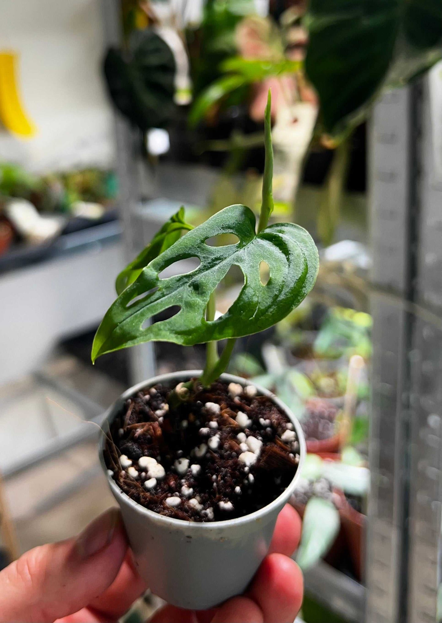 Monstera Epipremnoides 'Esqueleto'