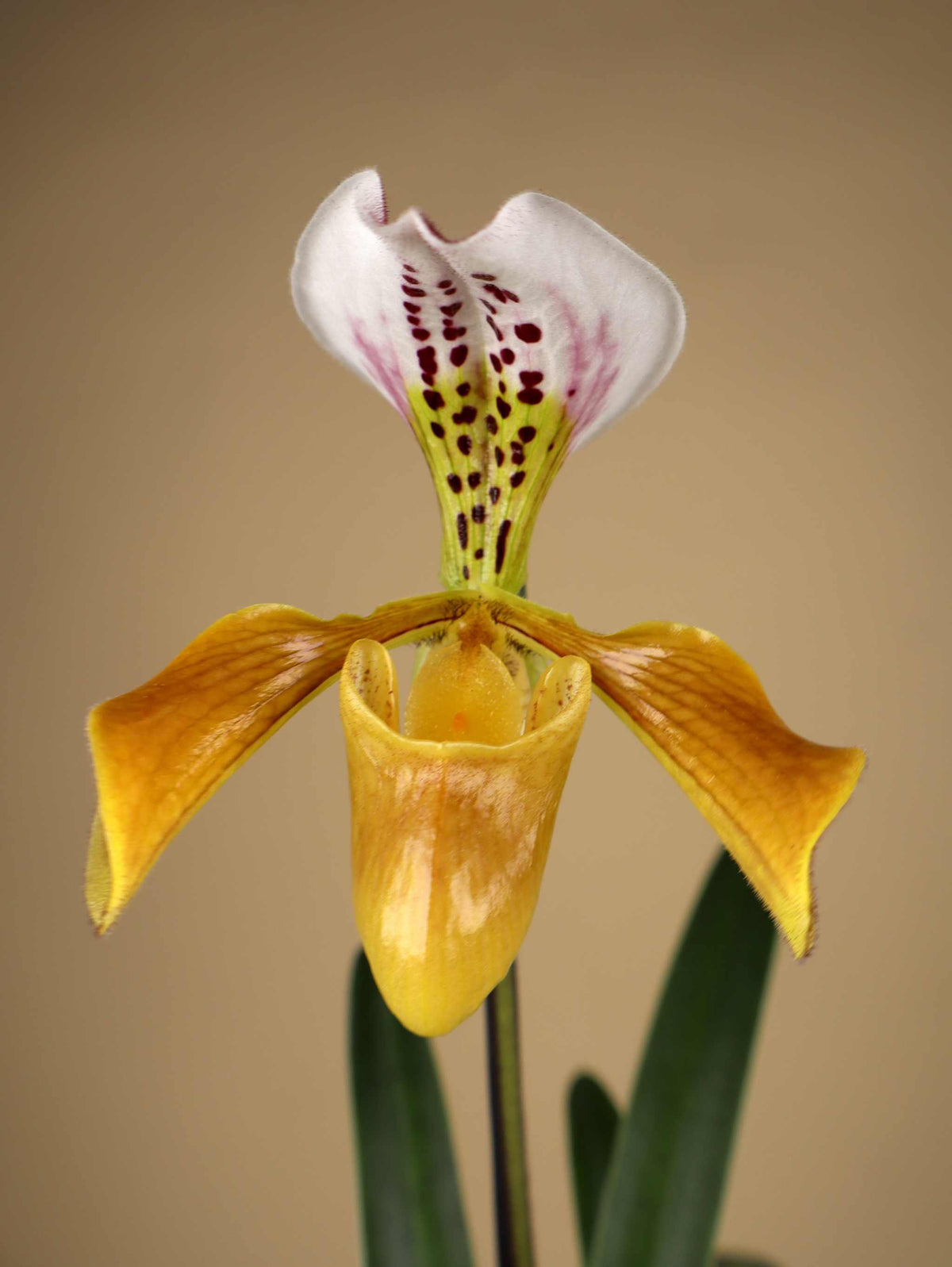 Paphiopedilum mix
