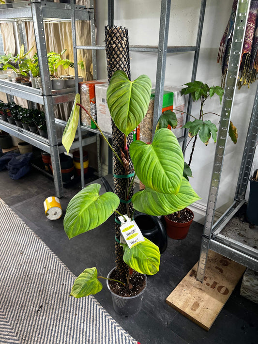 Philodendron nangaritense 'Fuzzy Petiole'