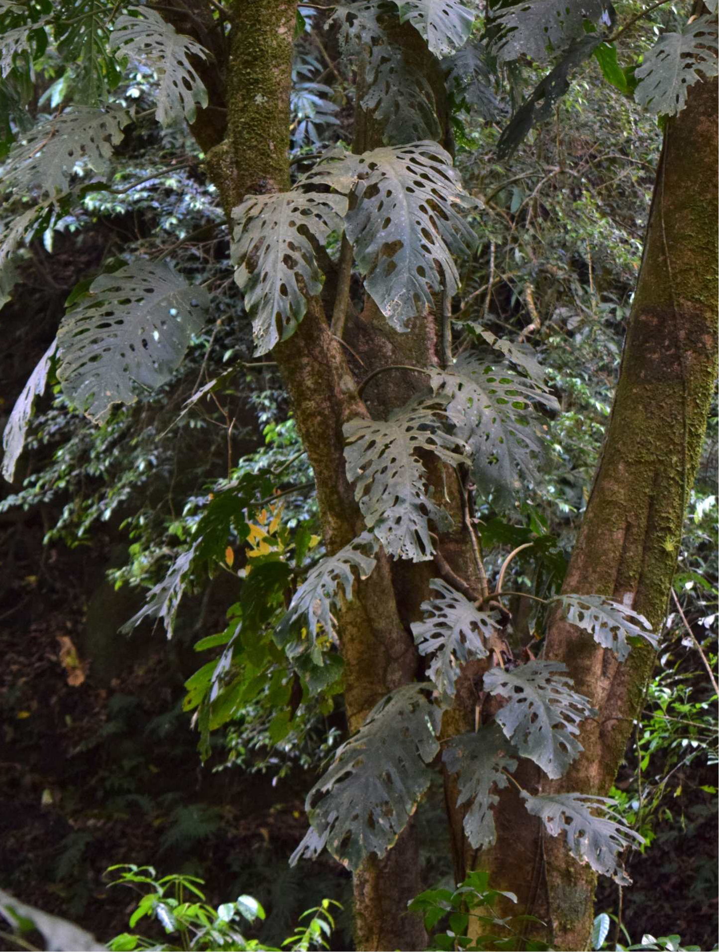Monstera dubia