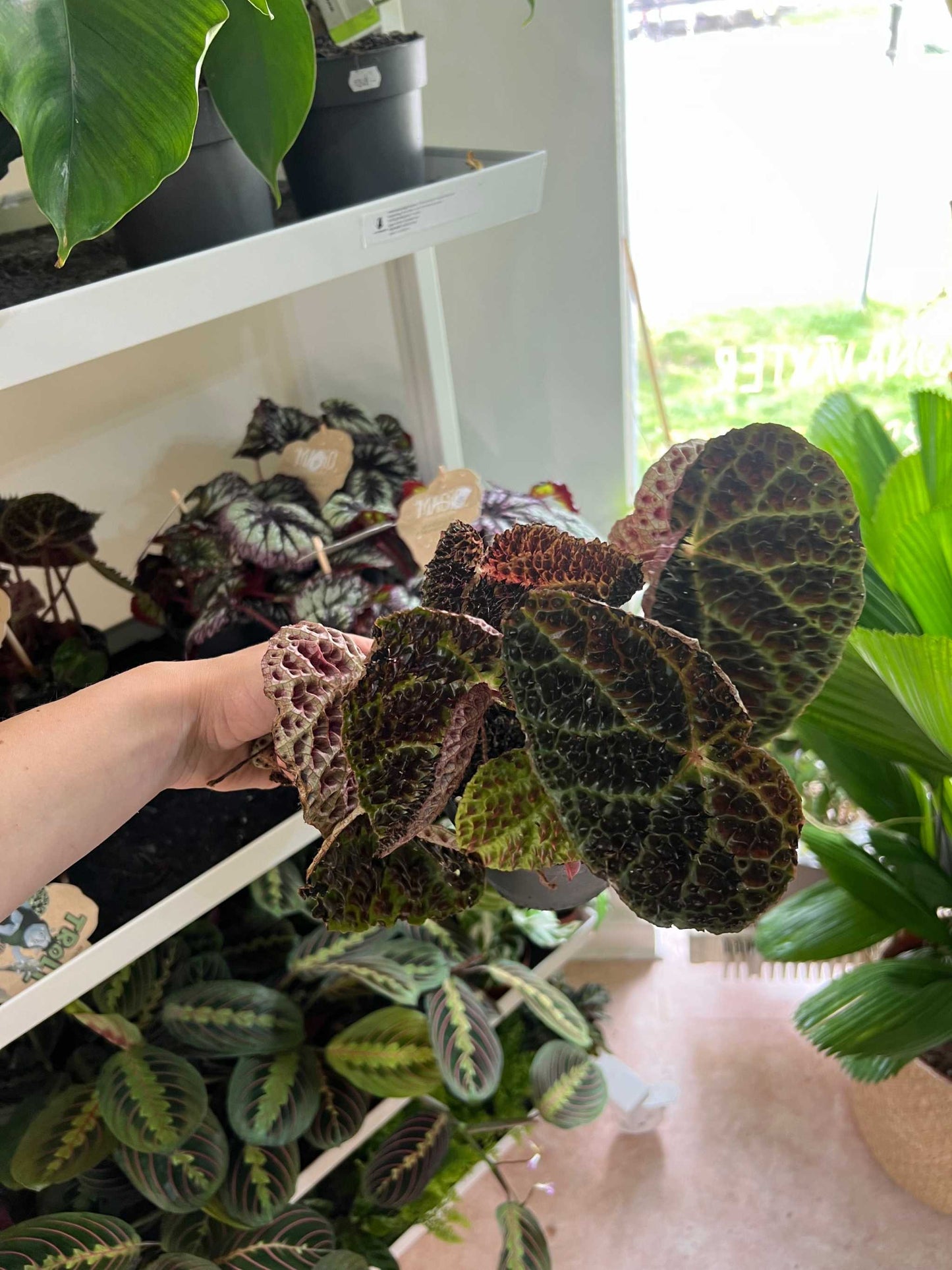 Begonia ferox