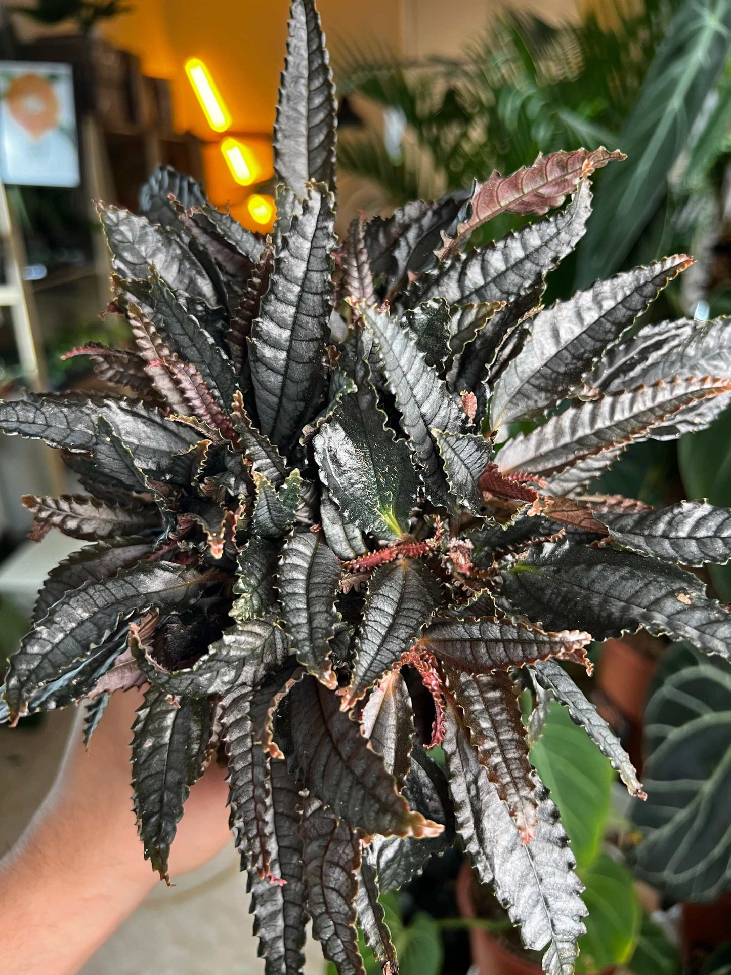 Pilea hitchcockii