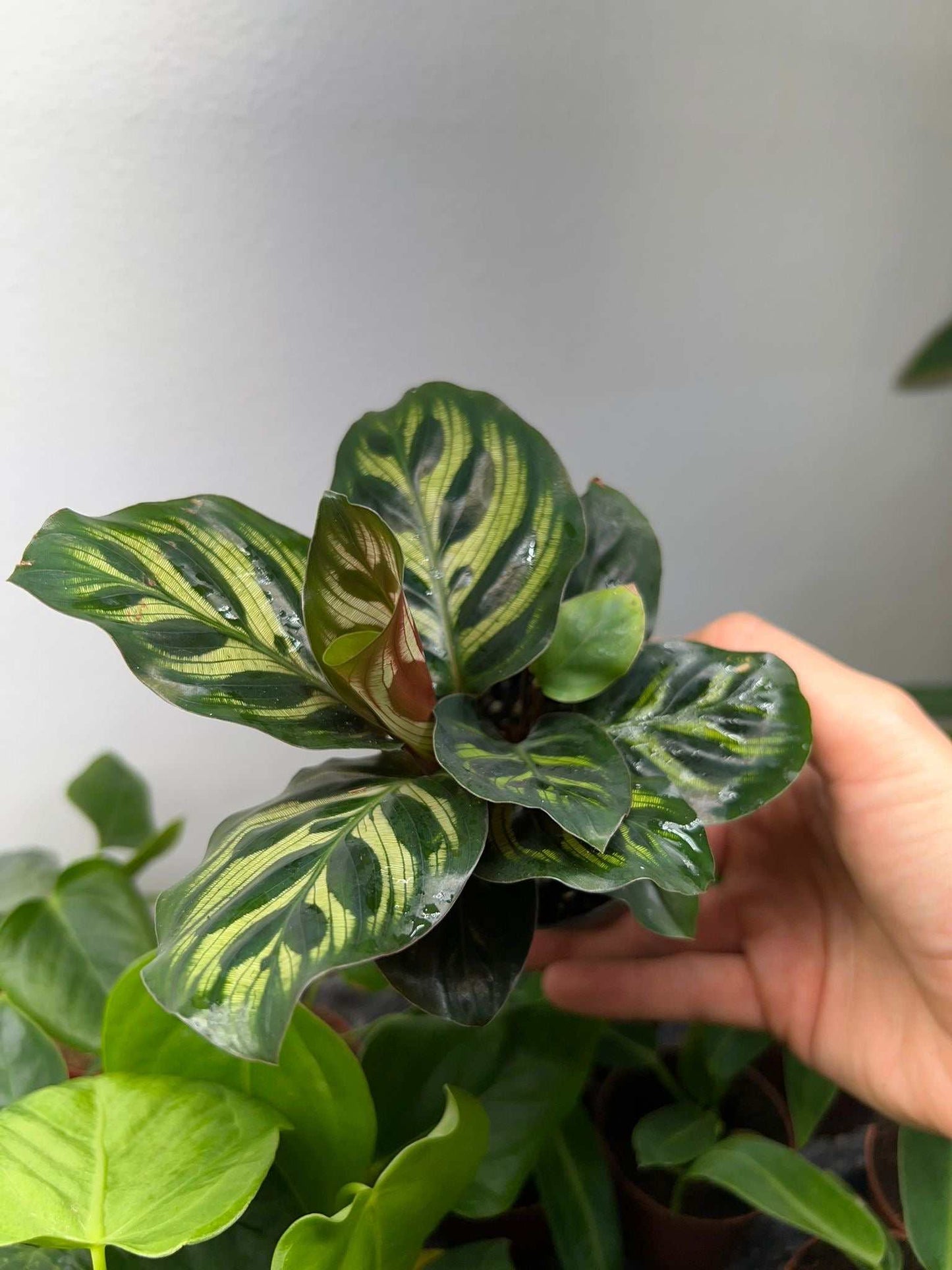 Calathea makoyana 'Pfauenblatt'
