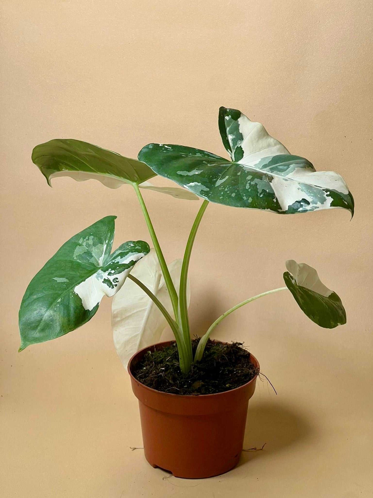 Alocasia macrorrhizos albo variegata