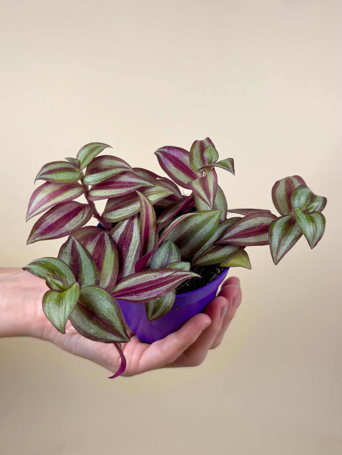 Tradescantia zebrina 'Zebrablatt'