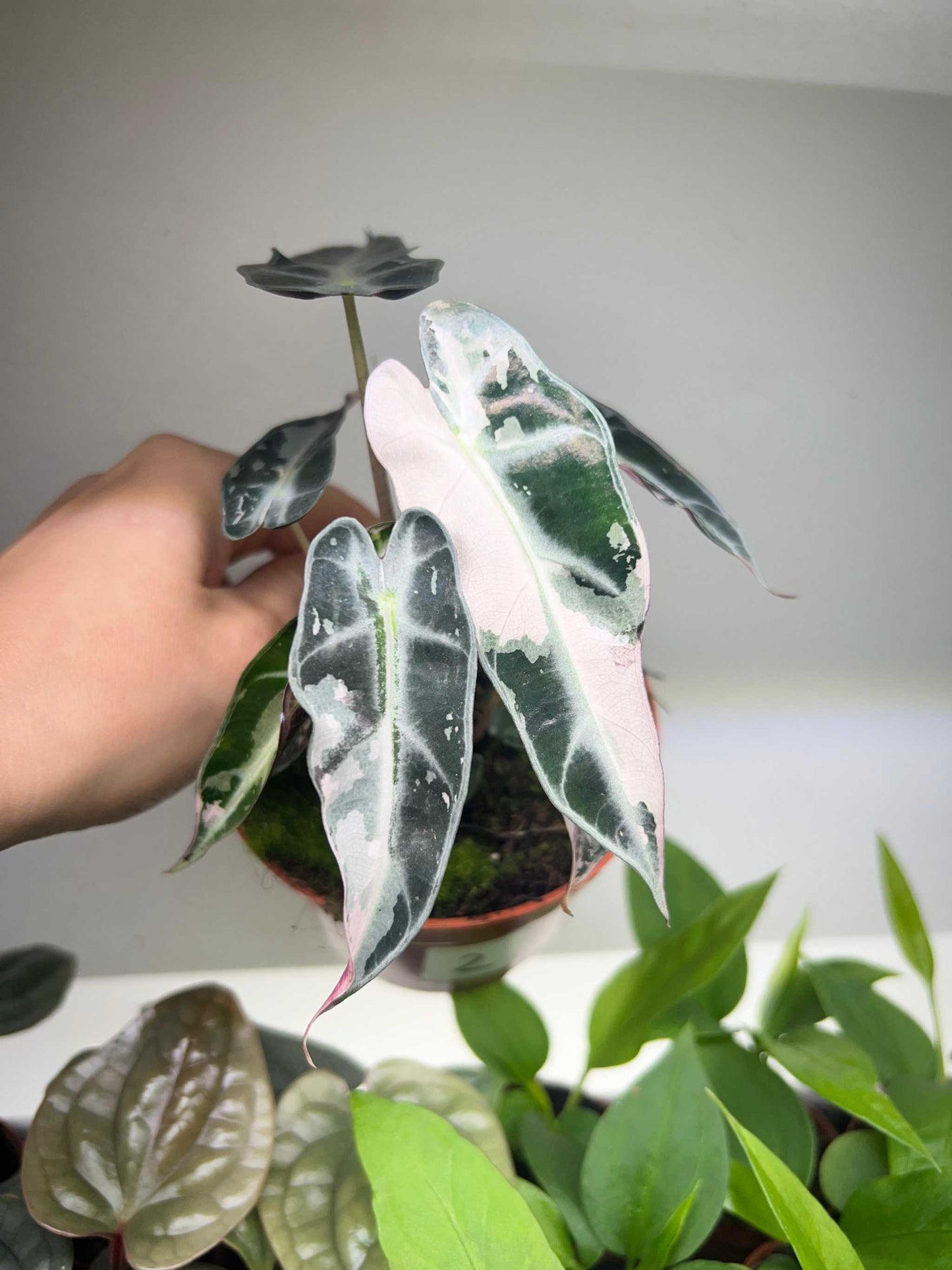 Alocasia bambino pink variegata