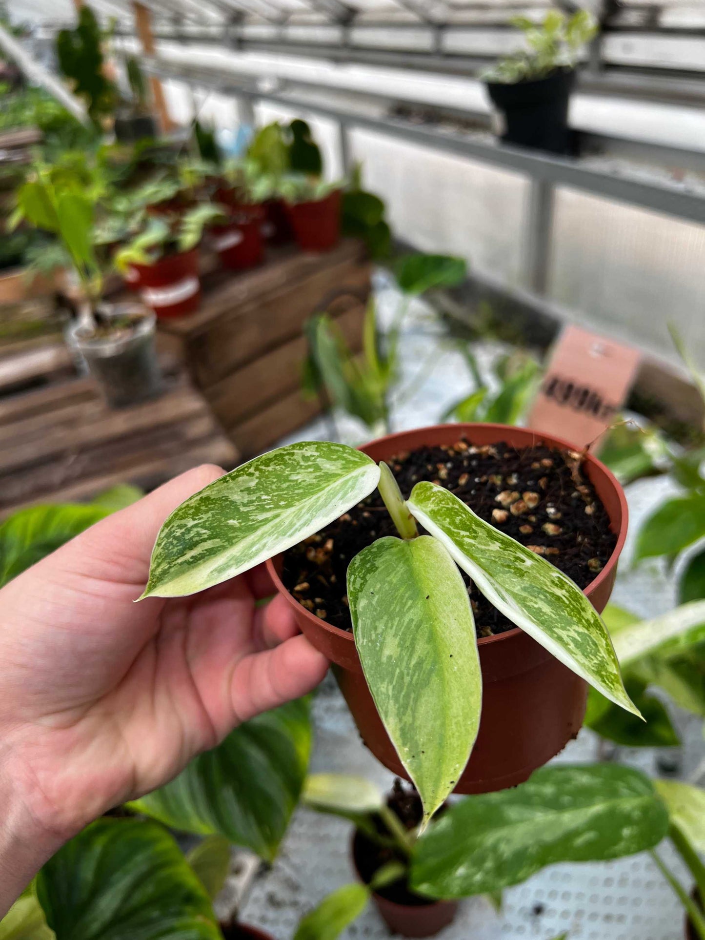 Philodendron 'Jose Buono'