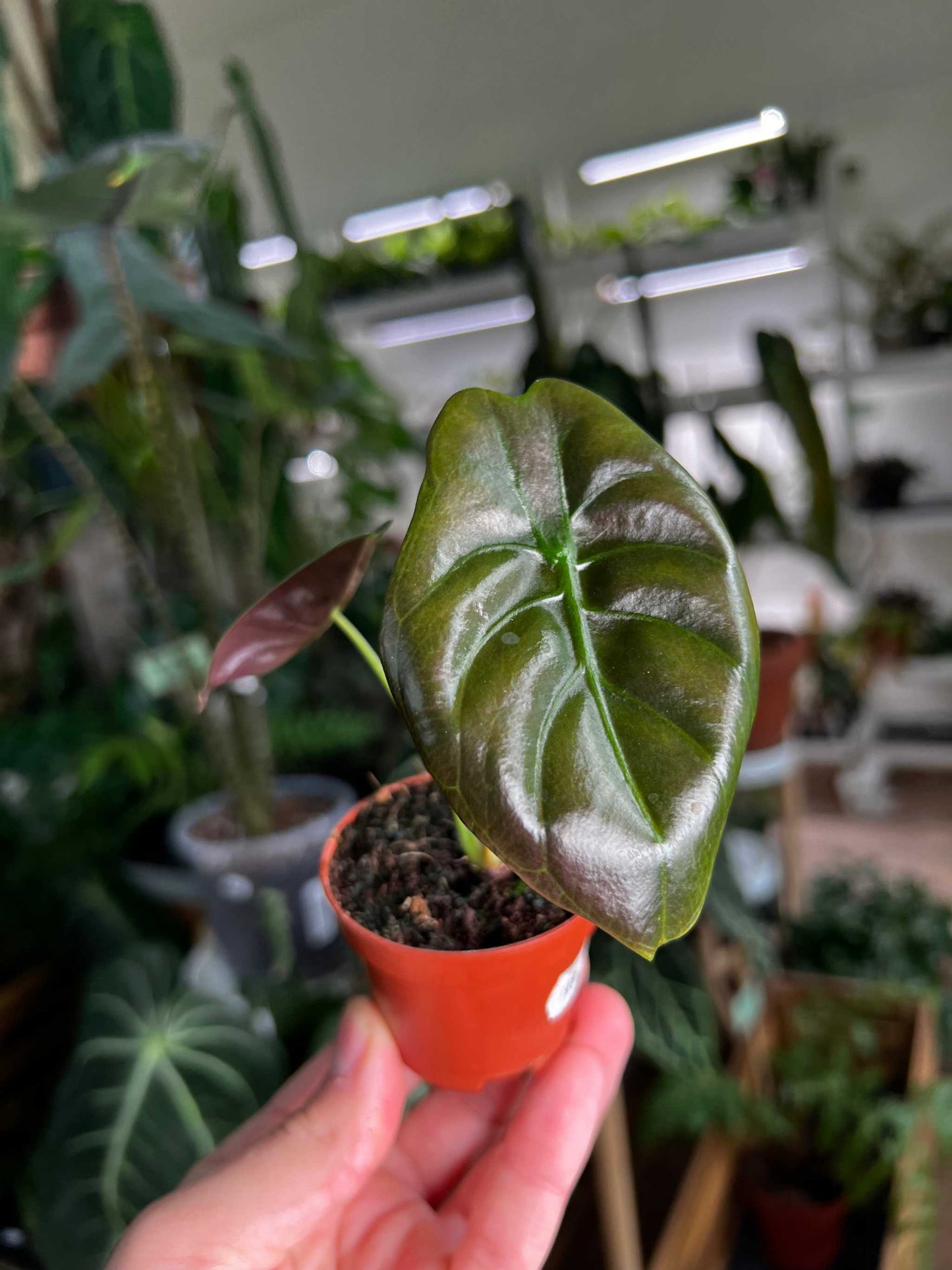 Alocasia wentii ' Bred papuasköld'