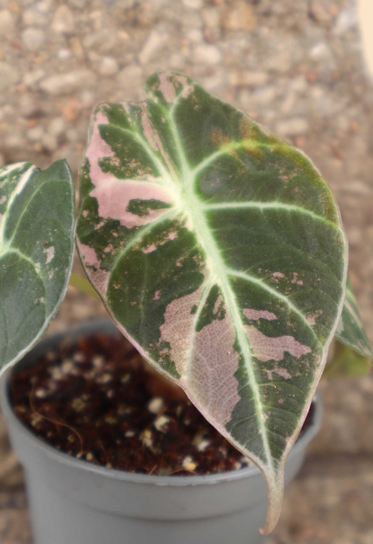 Alocasia 'Black Velvet' Pink Variegata
