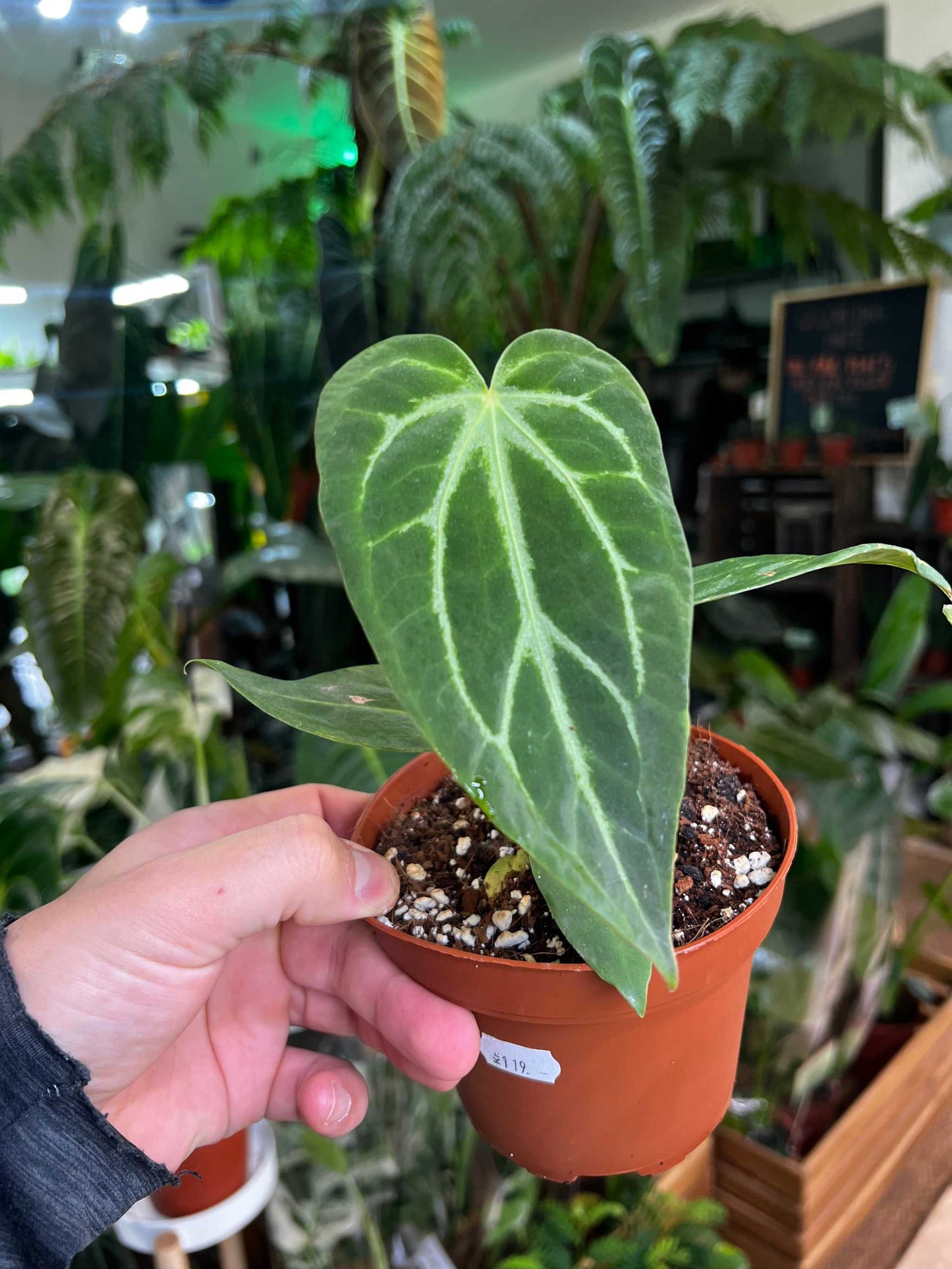 Anthurium magnificum