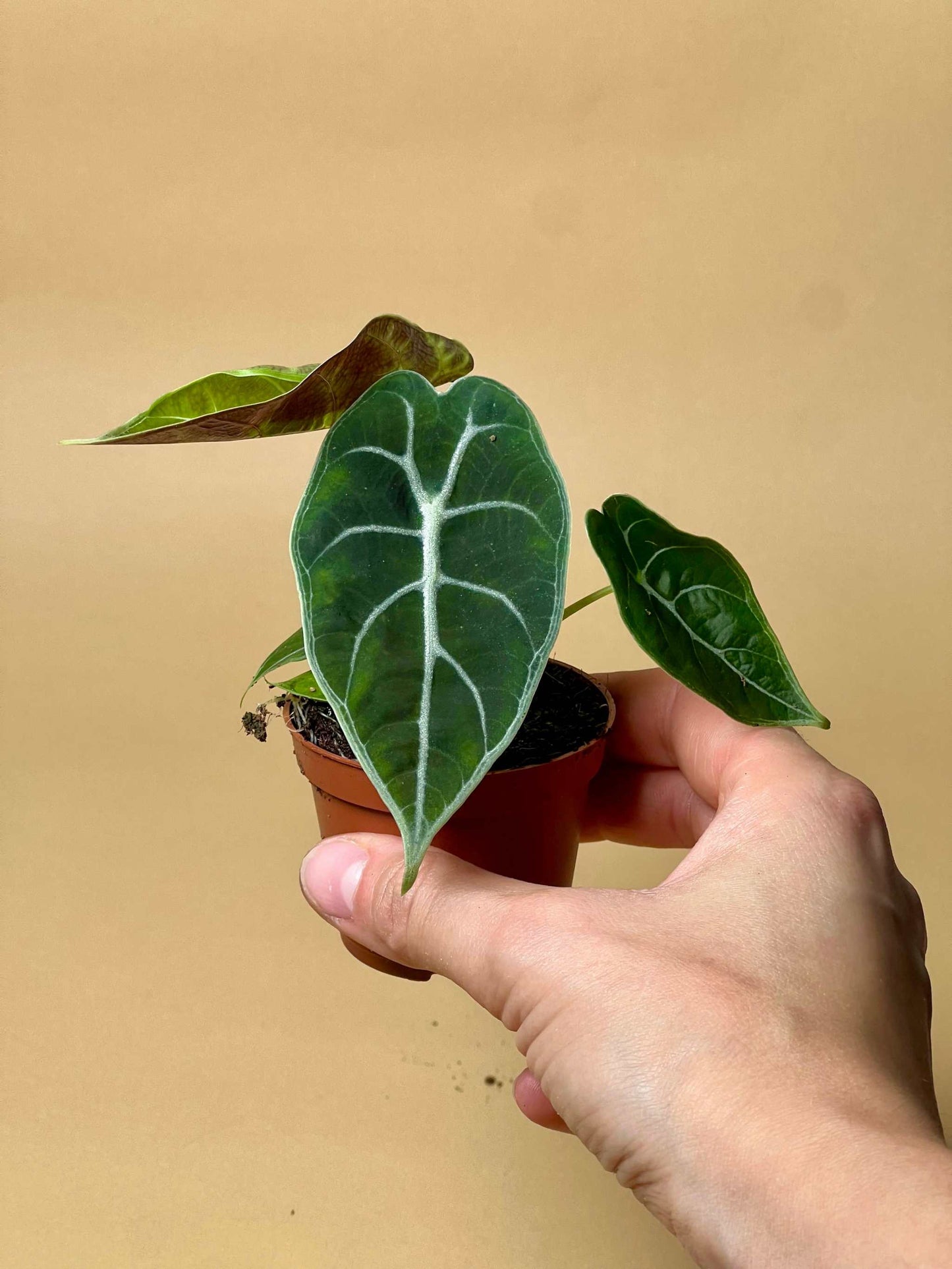 Alocasia 'watsoniana'