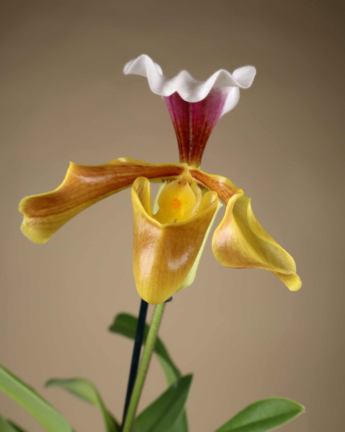 Paphiopedilum mix