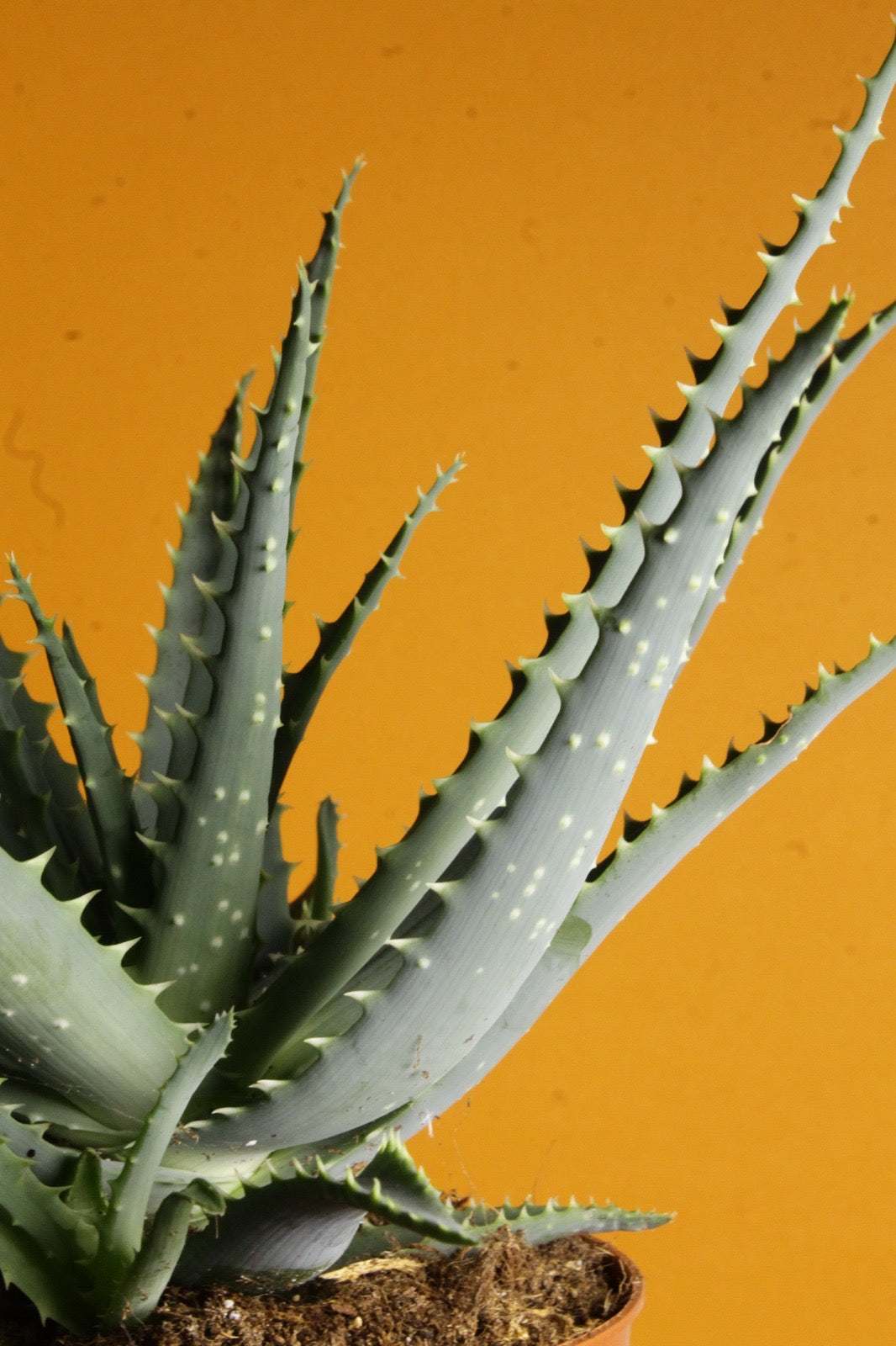 Aloe vera (True aloe)