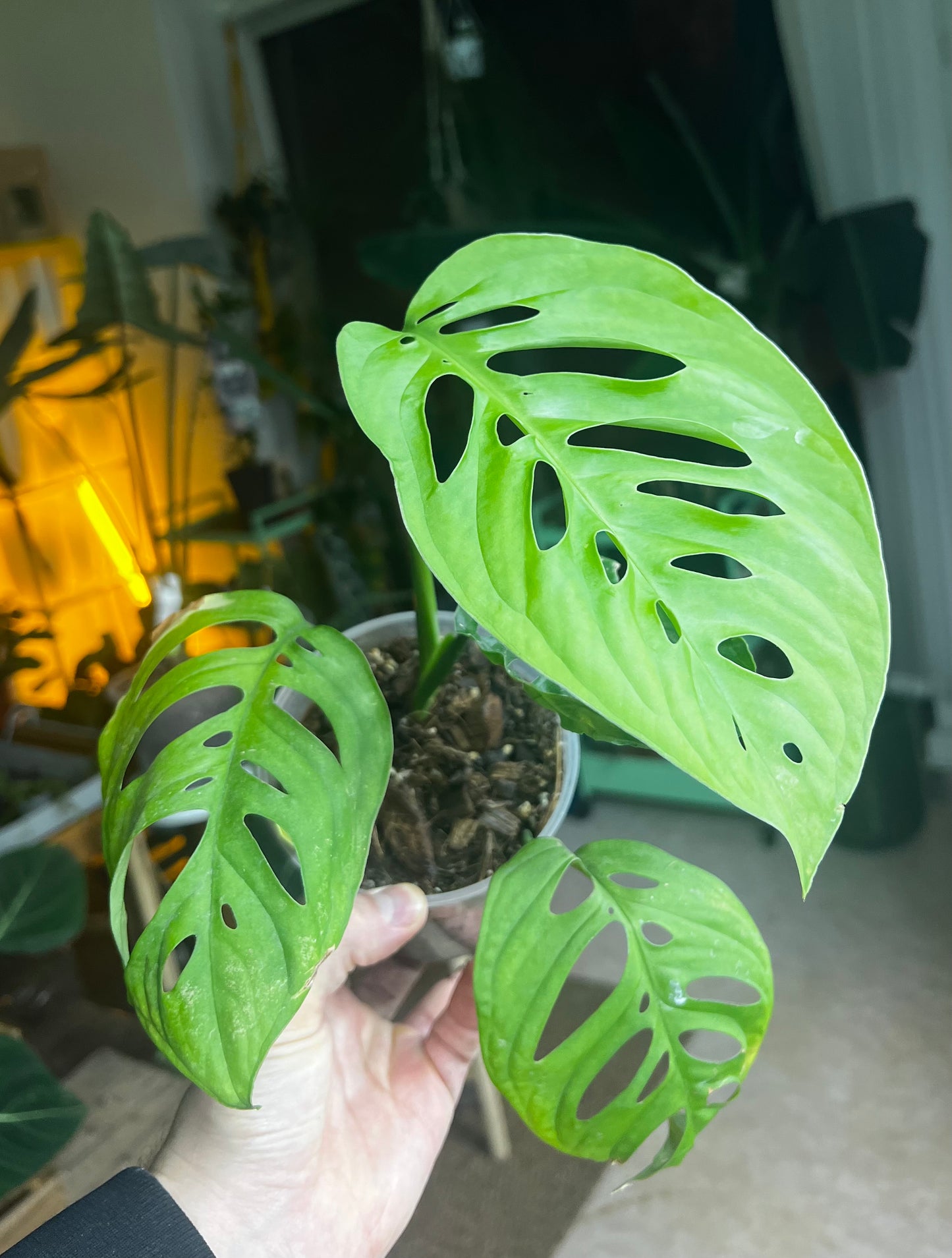Monstera sp. 'Esqueleto' (epipremnoides)