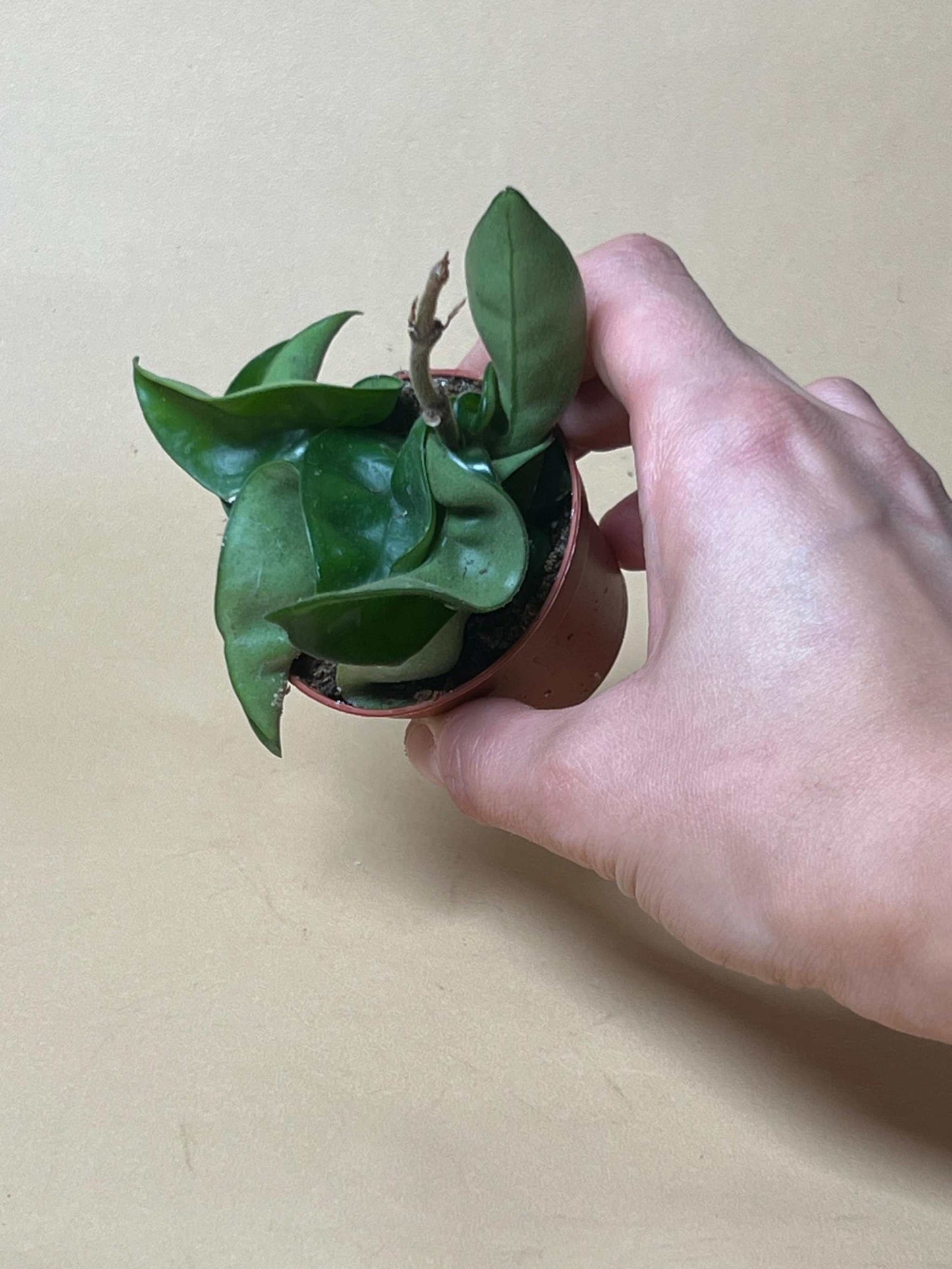 Hoya carnosa 'compacta'