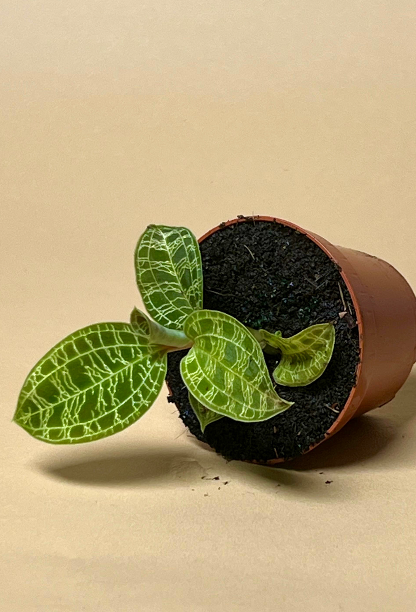 Macodes petola 'jewel orchid'