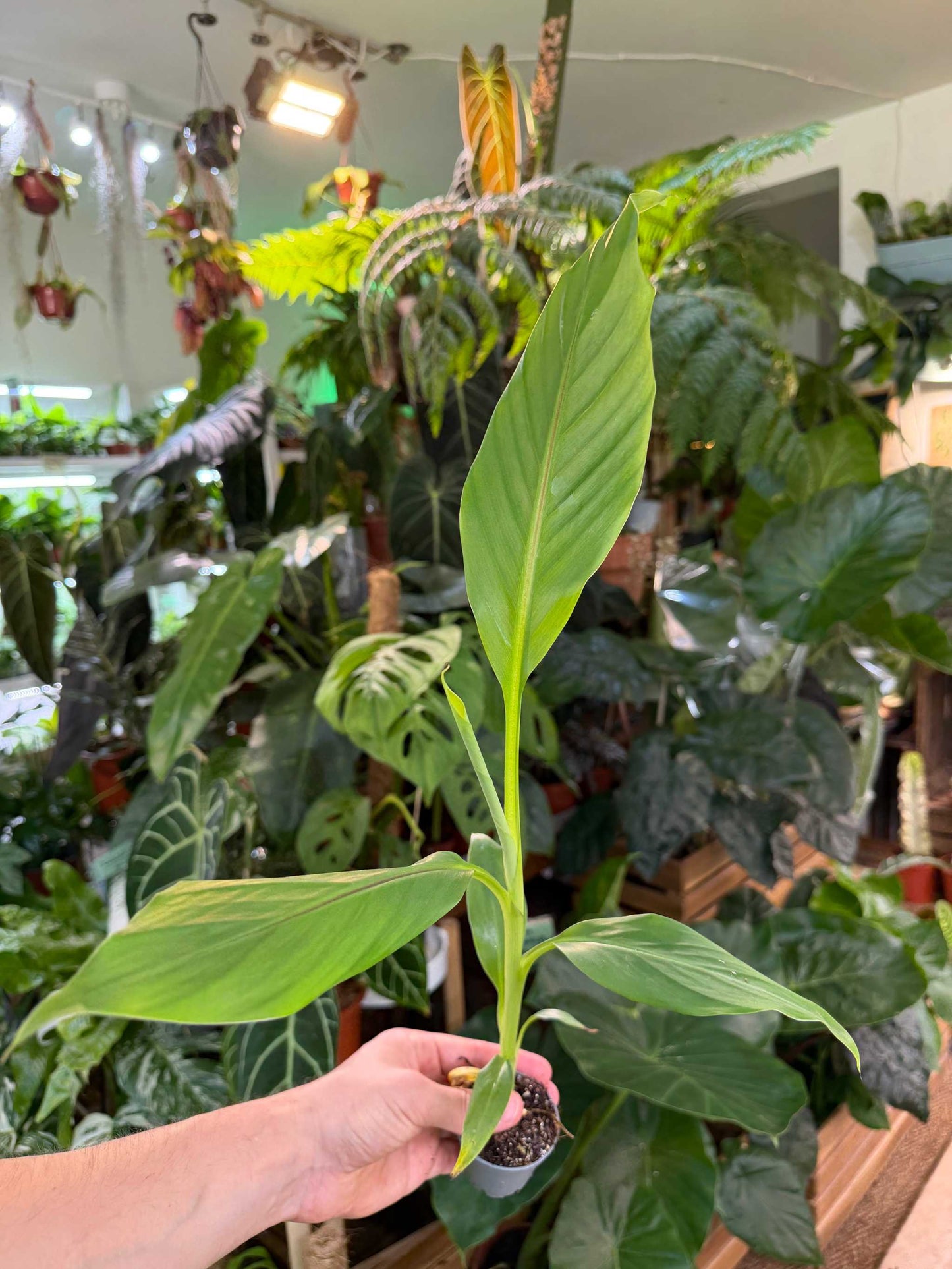 Musa basjoo (frost-resistant banana tree)
