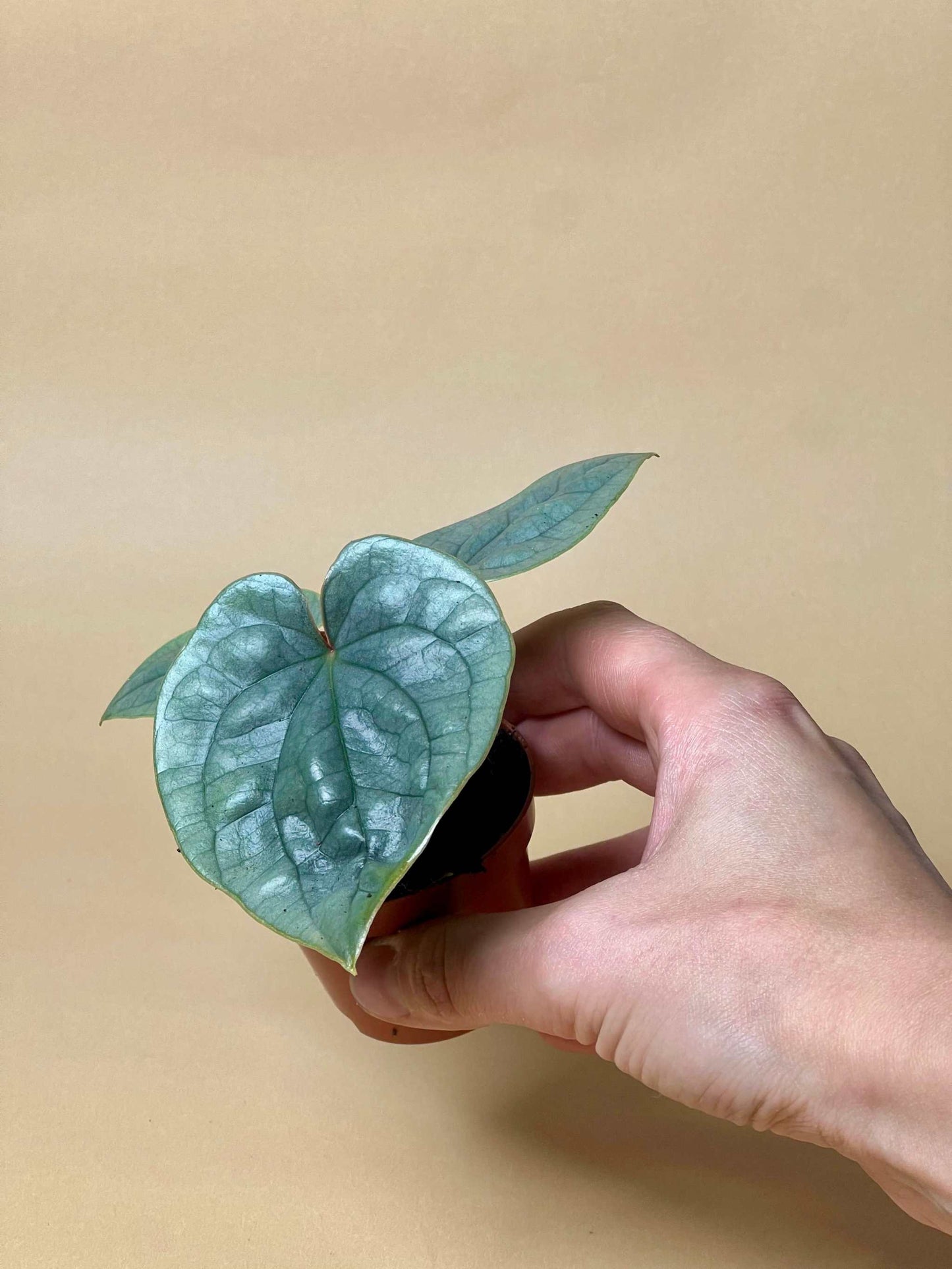 Anthurium luxurians