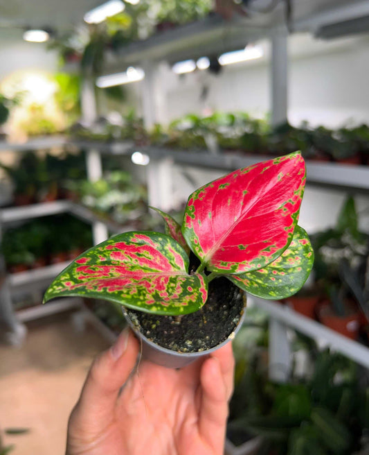 Aglaonema 'Red dragon'