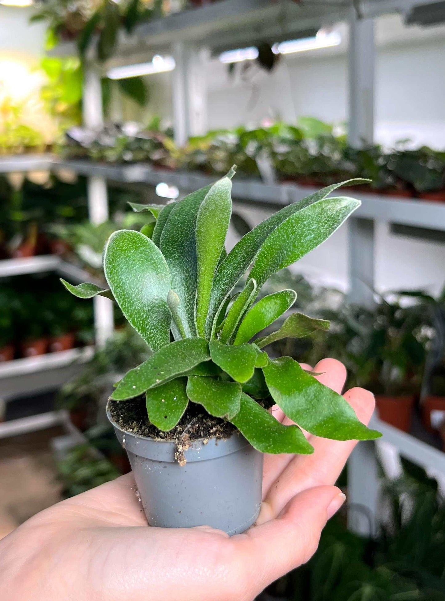 Platycerium bifurcatum | Elk horn bracken