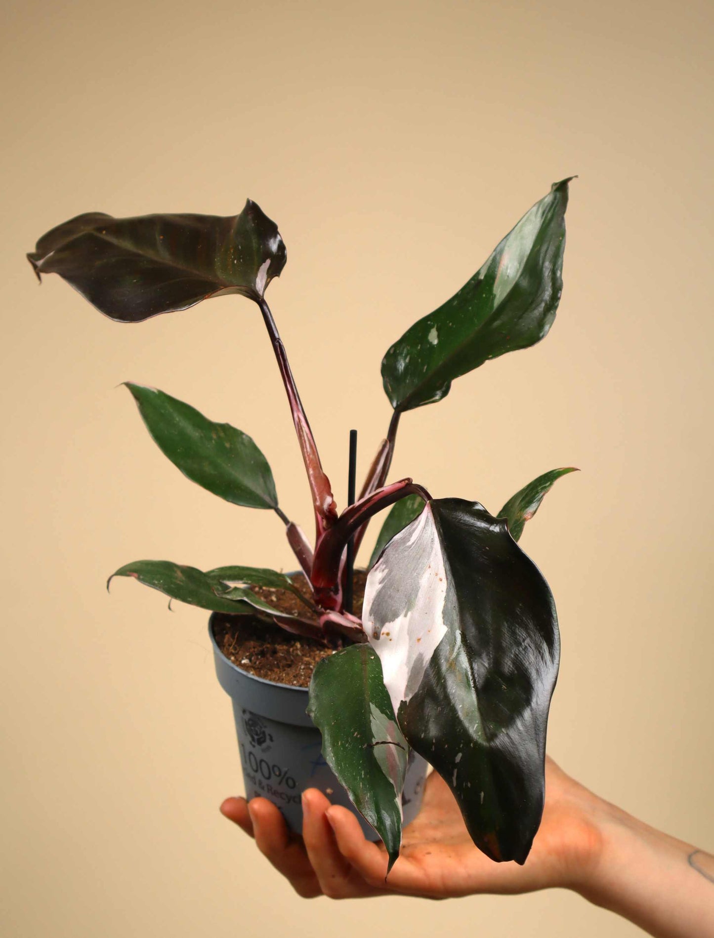 Philodendron Red Anderson
