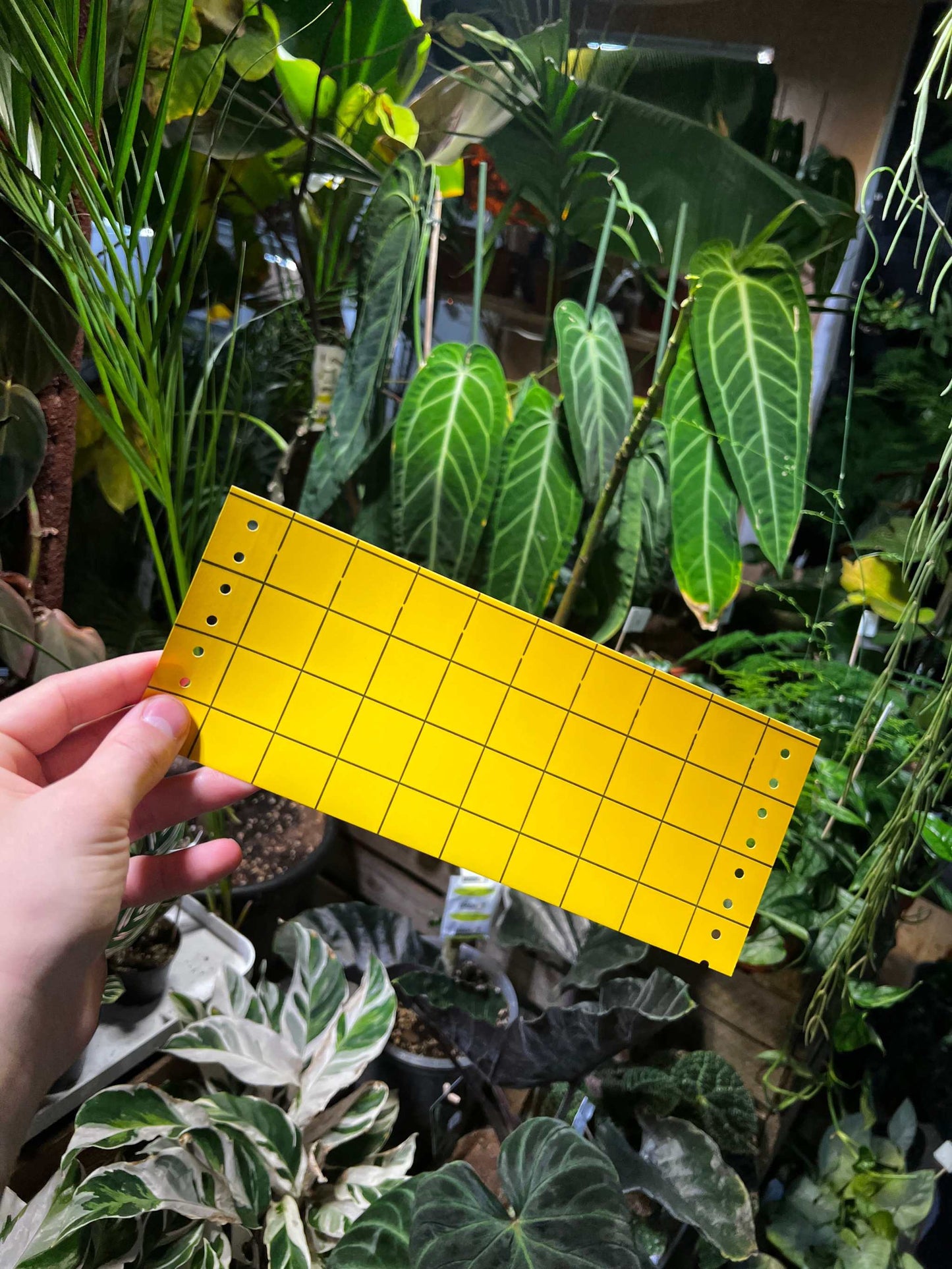 Insektenfallen (Klebescheiben)