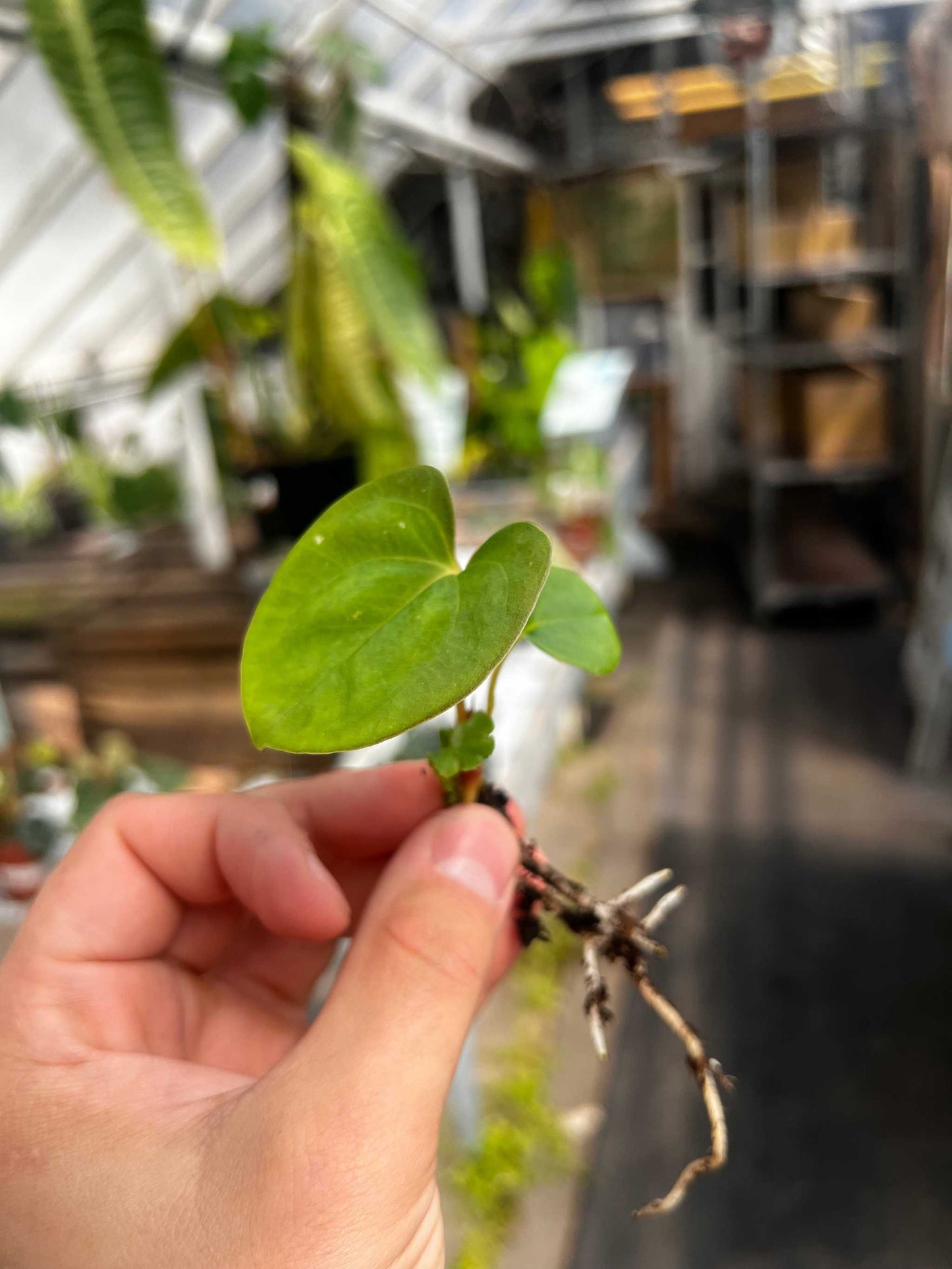 Anthurium papillaminum