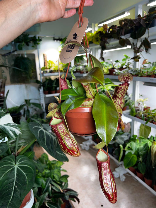 Nepenthes × Gaya 'Kannranka'