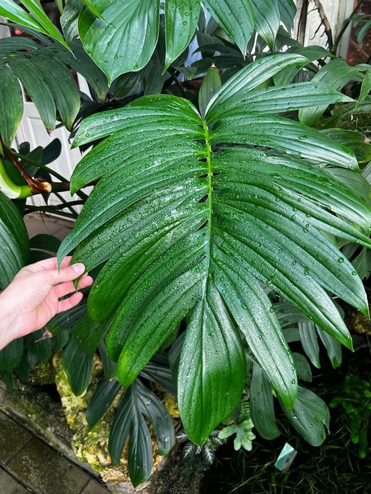 Epipremnum pinnatum 'cebu blue'